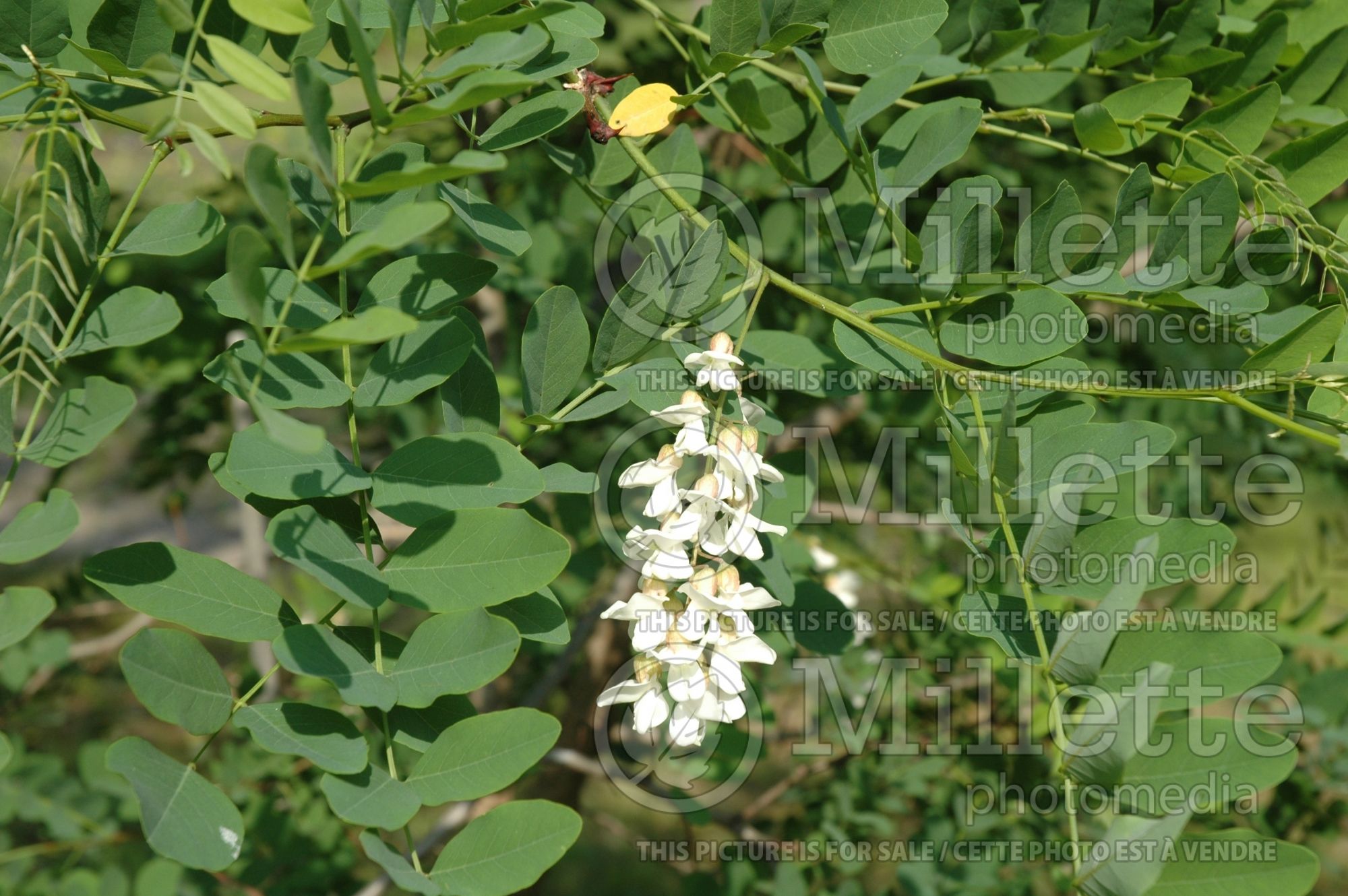 Robinia pseudoacacia (Black Locust) 4