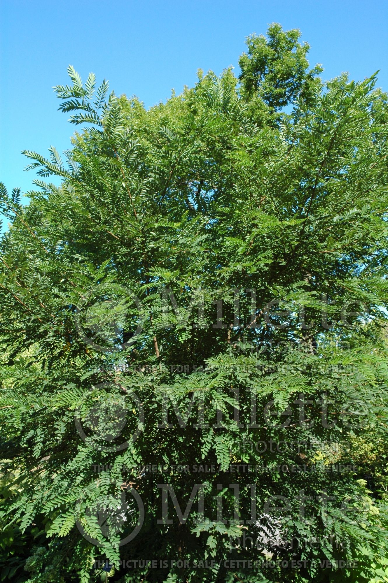 Robinia Hillieri (Pink False Acacia Tree) 2