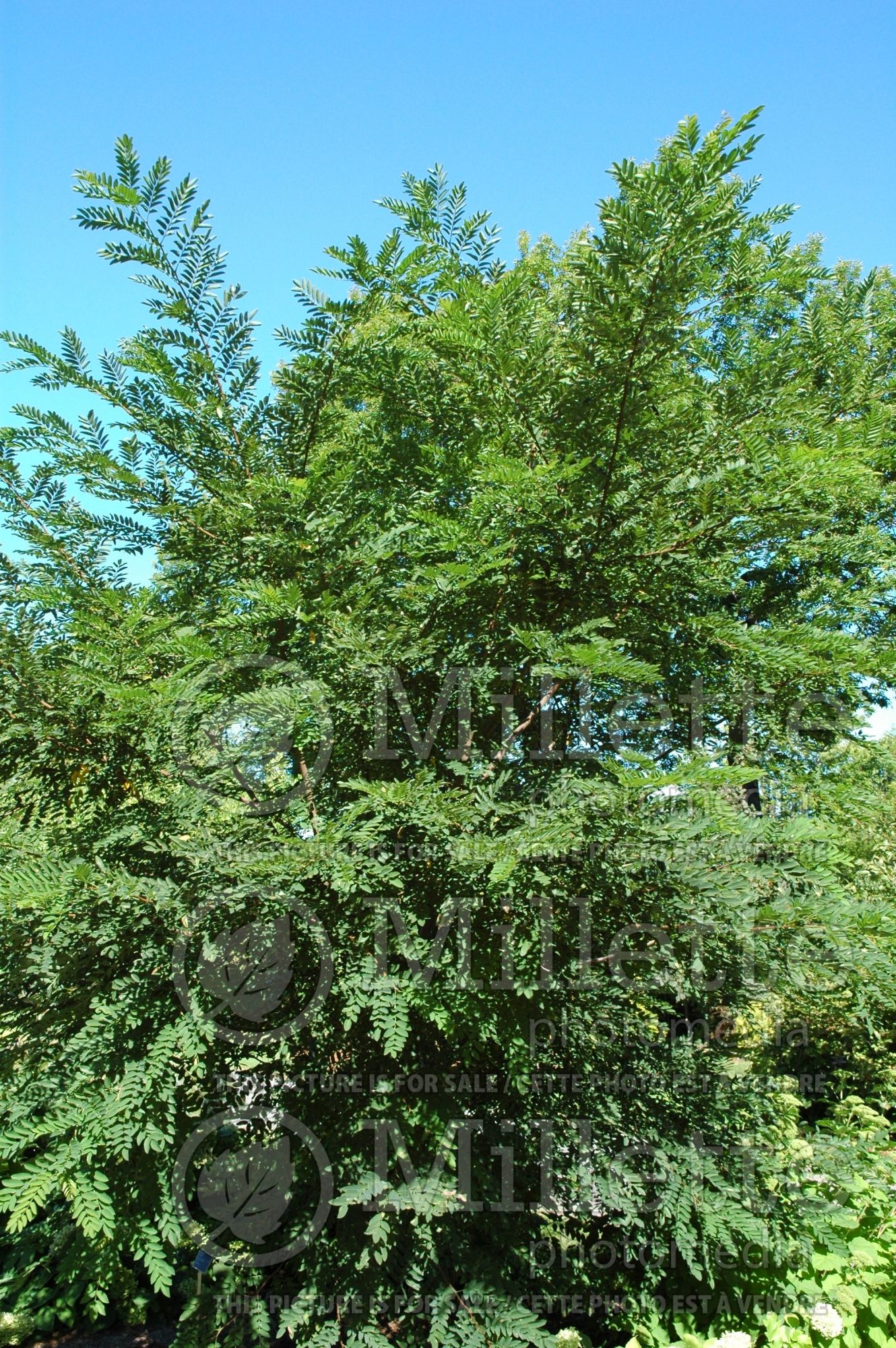 Robinia Hillieri (Pink False Acacia Tree) 3