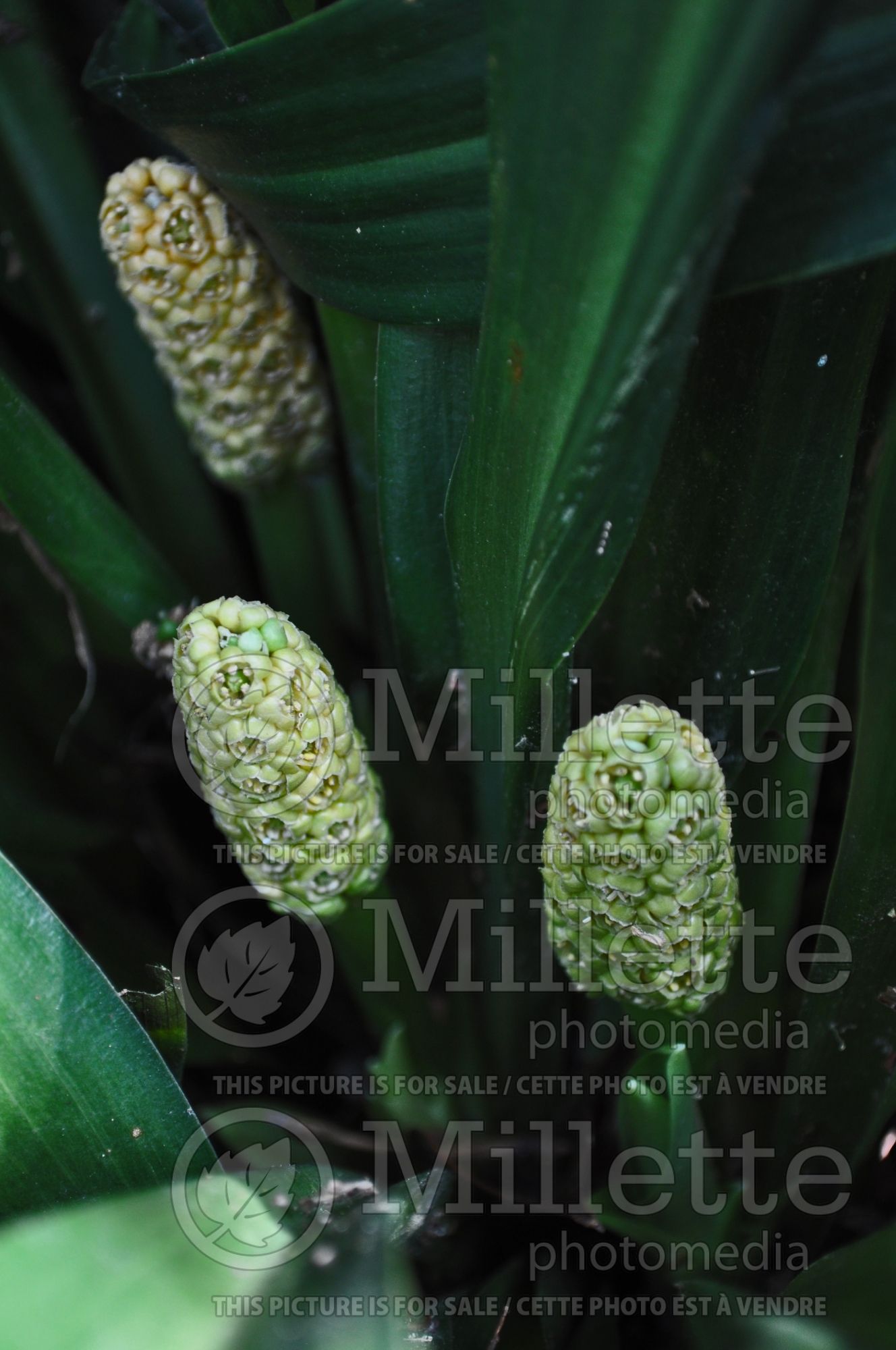 Rohdea japonica (Japanese Sacred Lily) 4