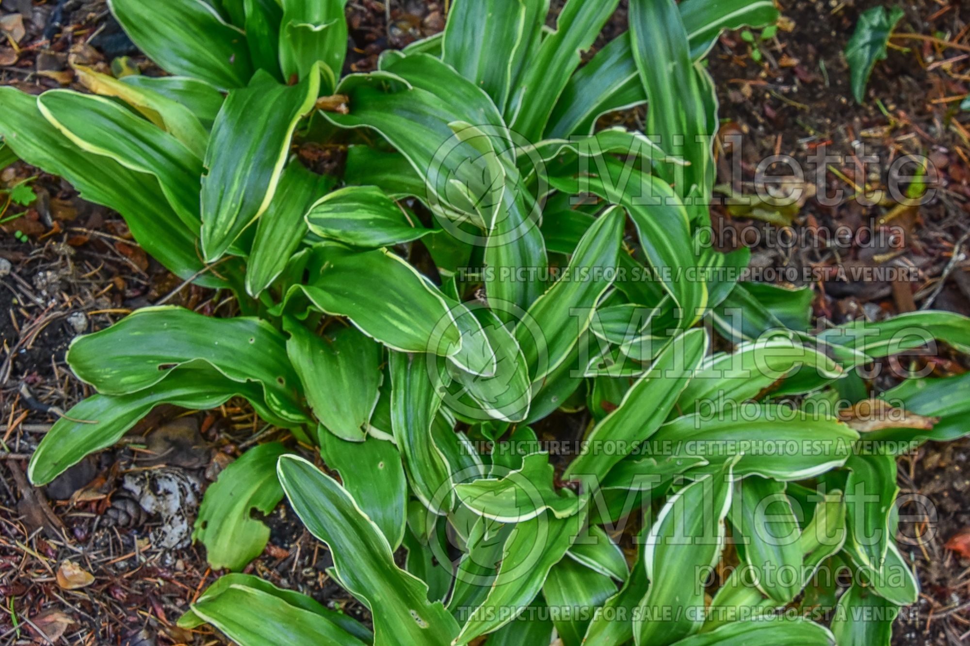 Rohdea japonica (Japanese Sacred Lily) 3