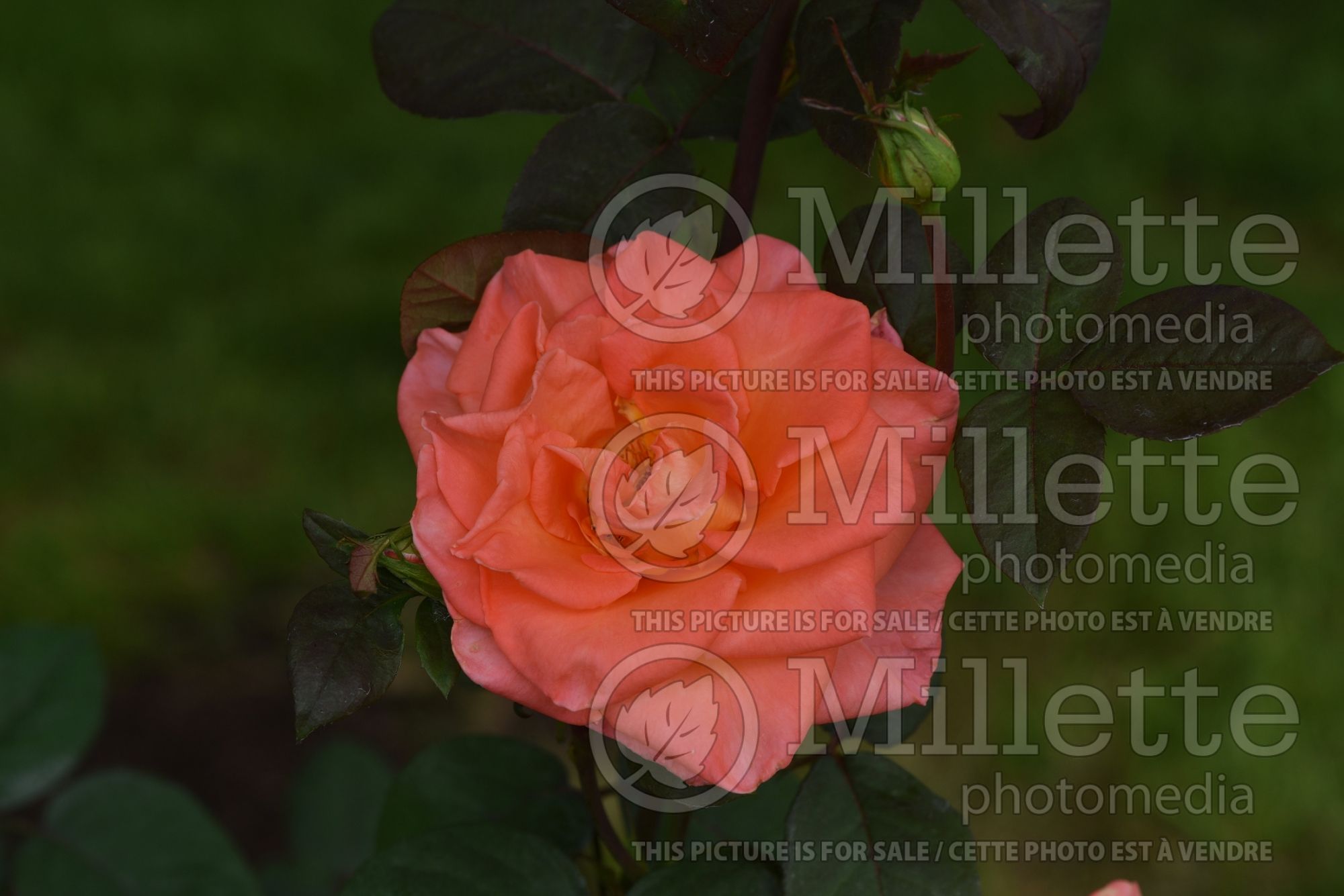 Rosa Ambassador (Shrub Rose) 1