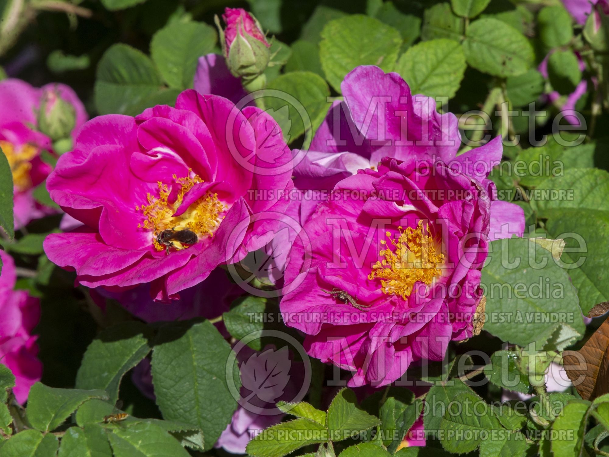 Rosa Apothecary (shrub rose) 1