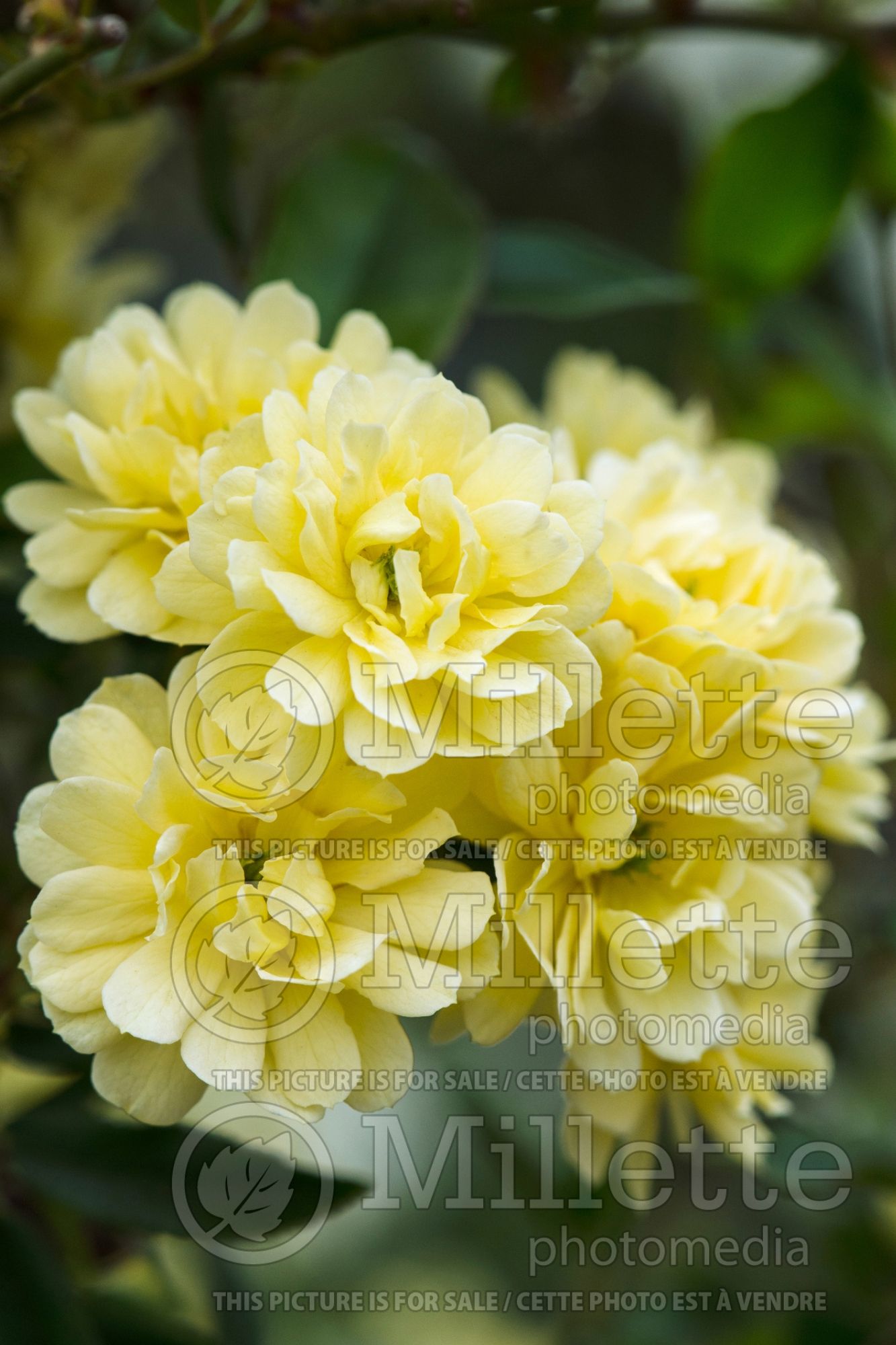 Rosa Lutea (Rambling Rose) 3