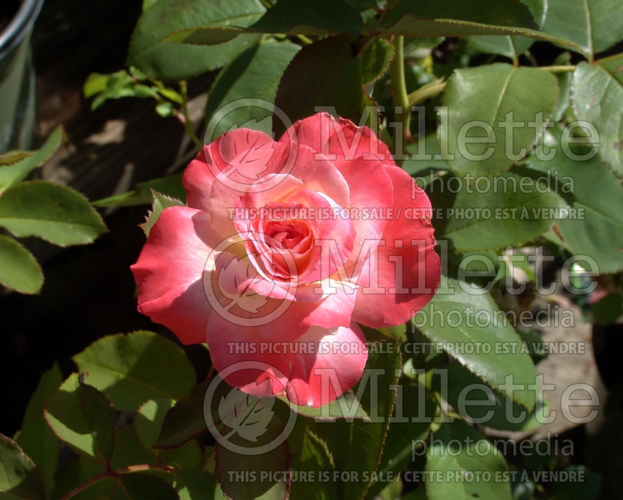 Rosa Brigadoon (Hybrid tea Rose) 1