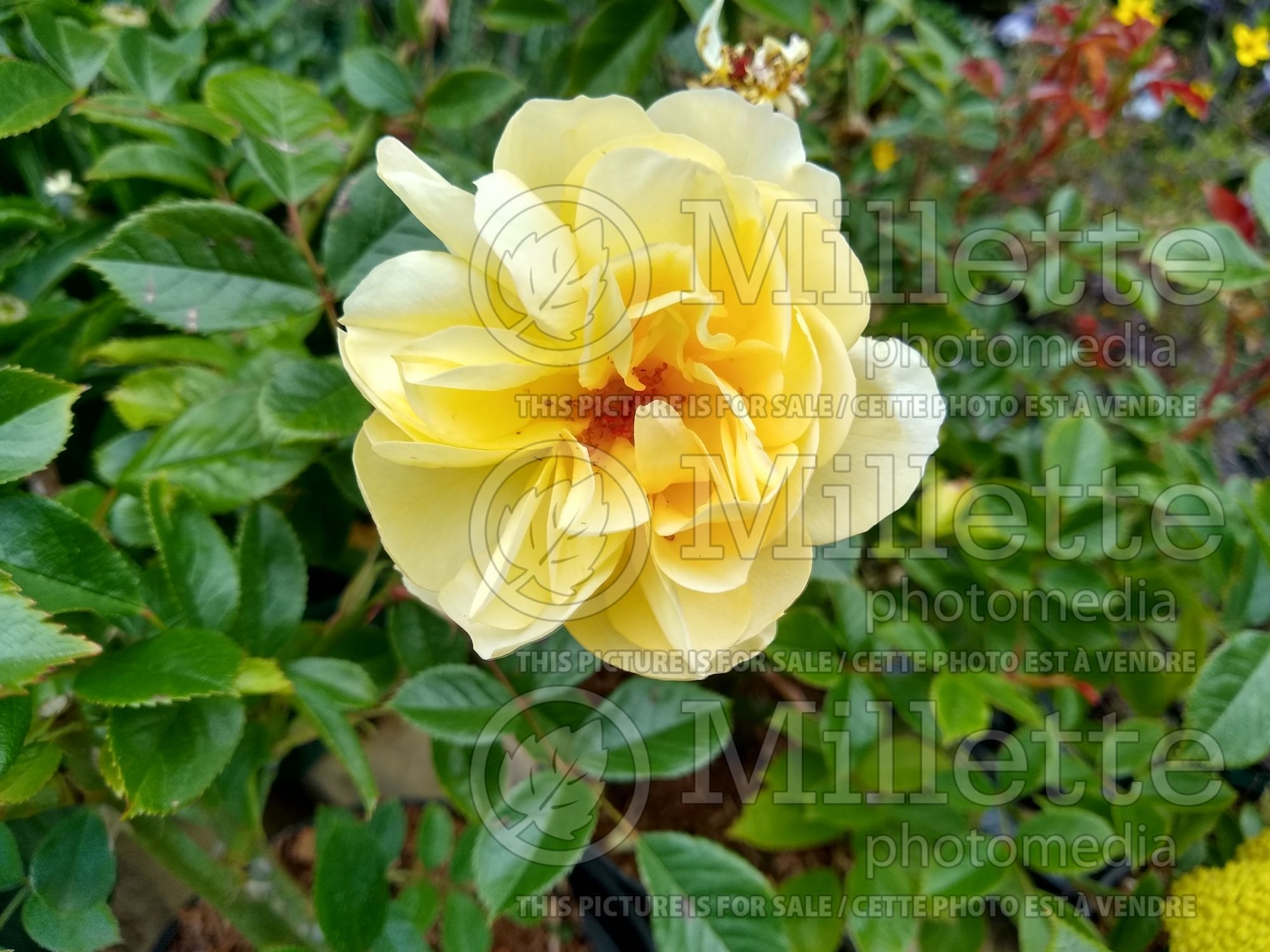 Rosa Broadlands (Shrub rose) 1