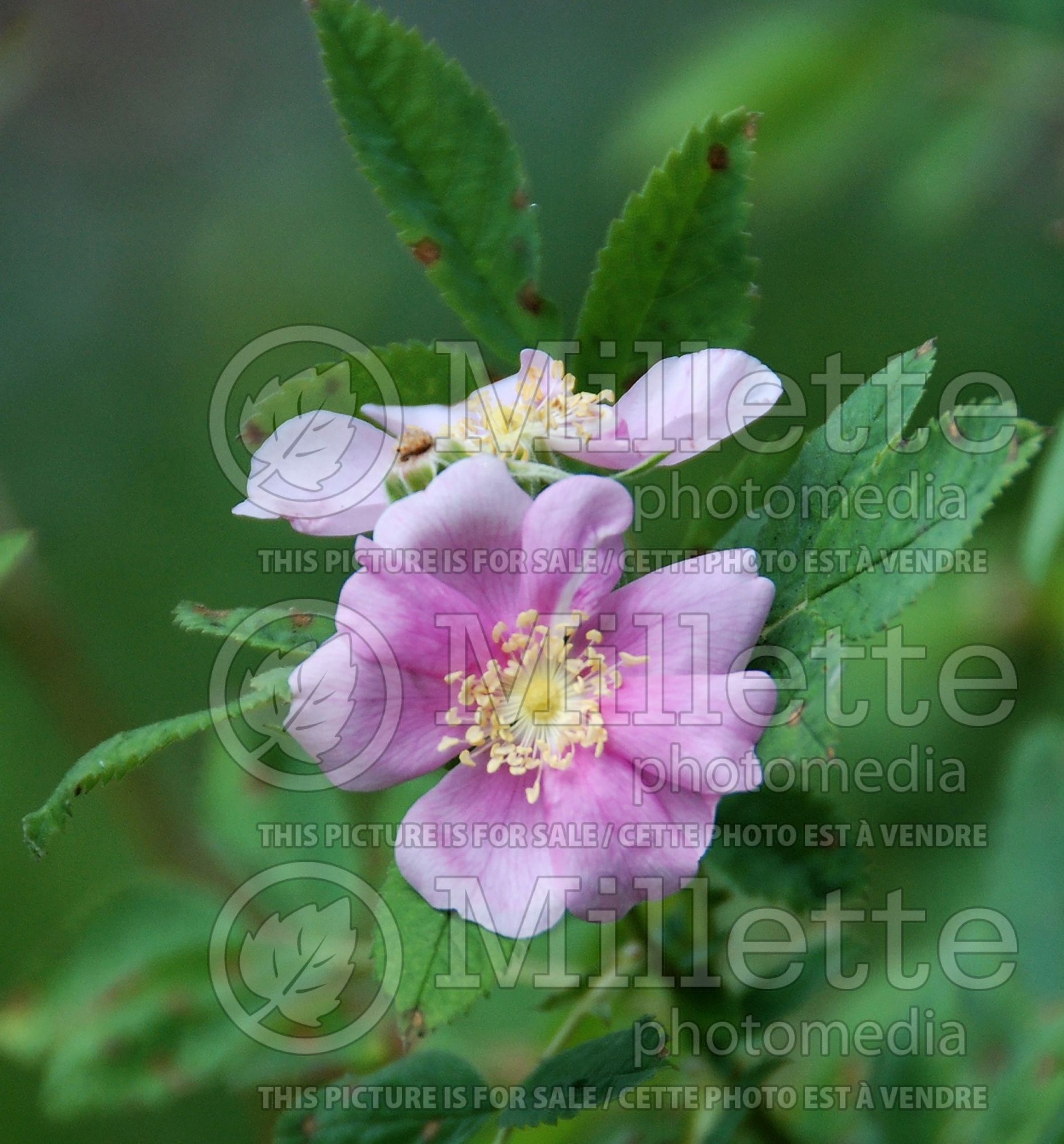 Rosa californica (California wild rose) 3