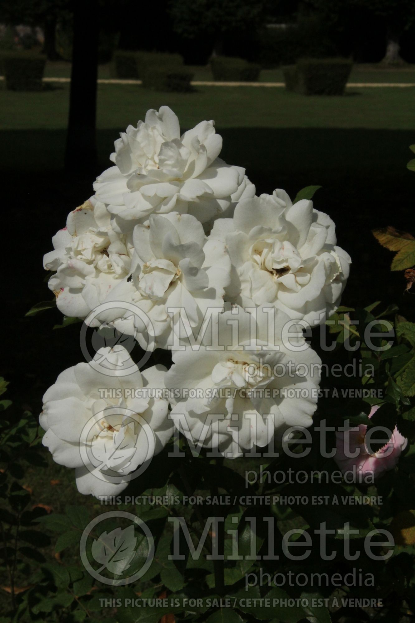 Rosa Carte Blanche (Shrub Rose) 1