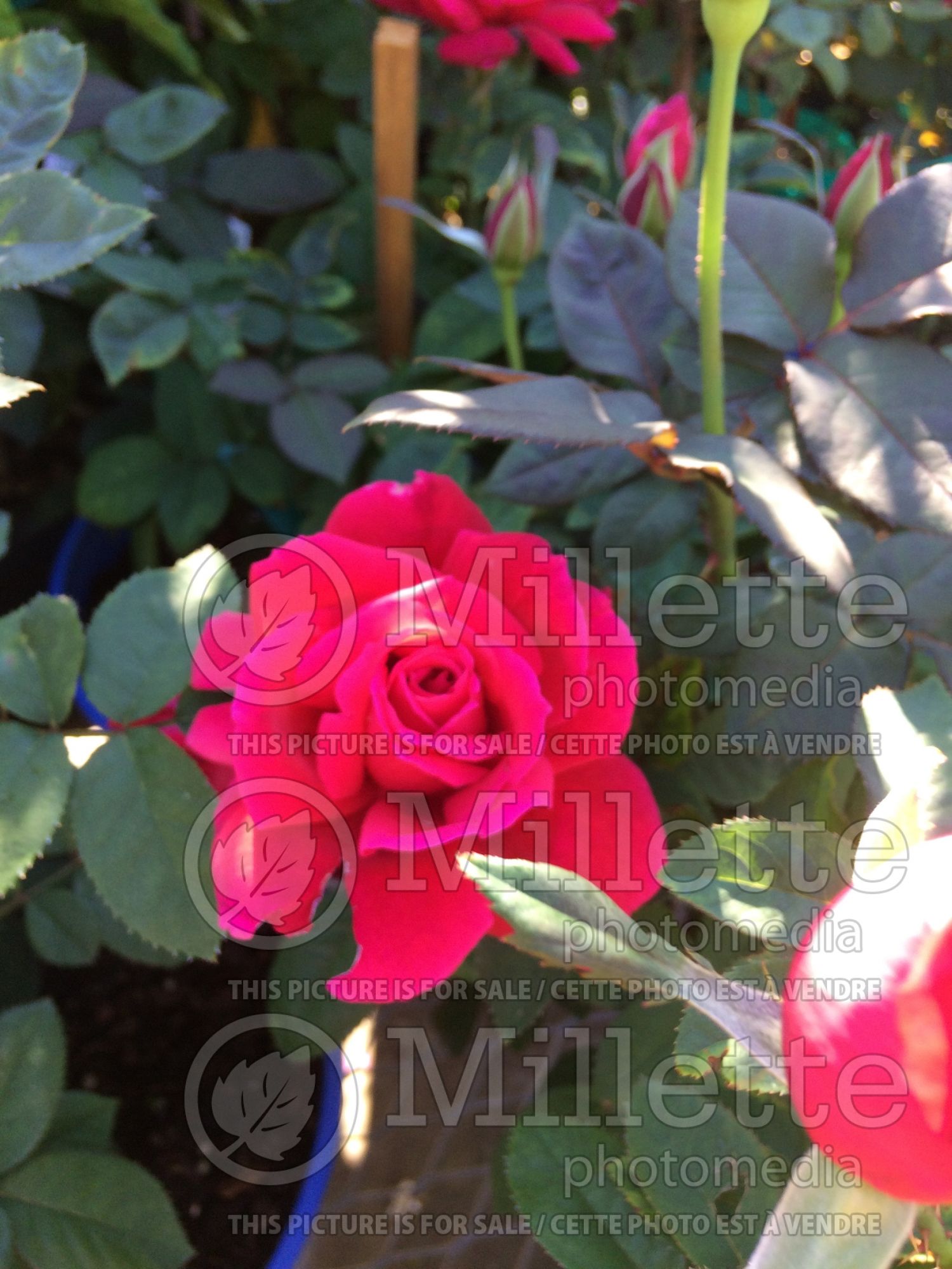 Rosa Chrysler Imperial (Hybrid tea Rose) 2
