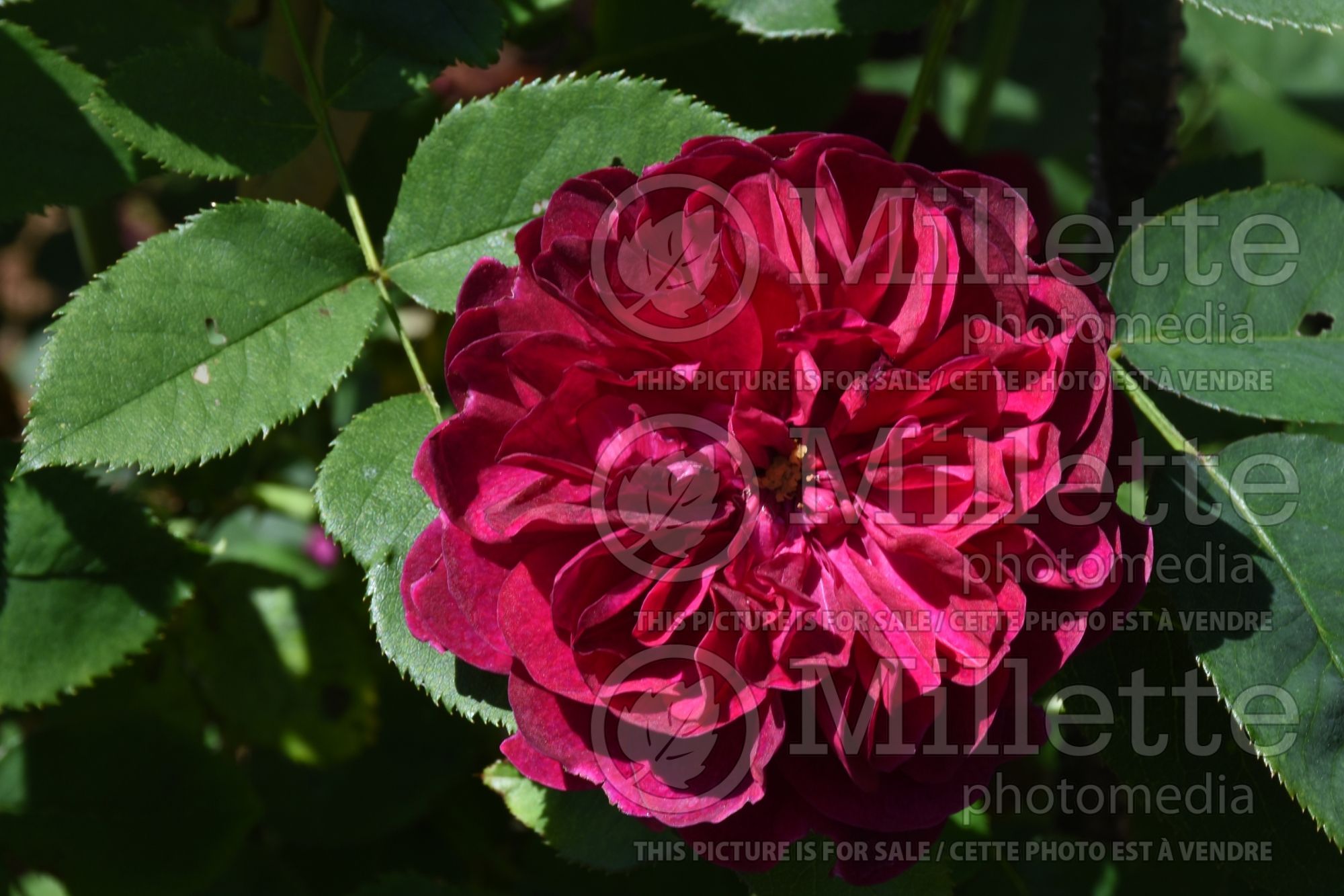 Rosa Darcey Bussell (Shrub Rose) 5