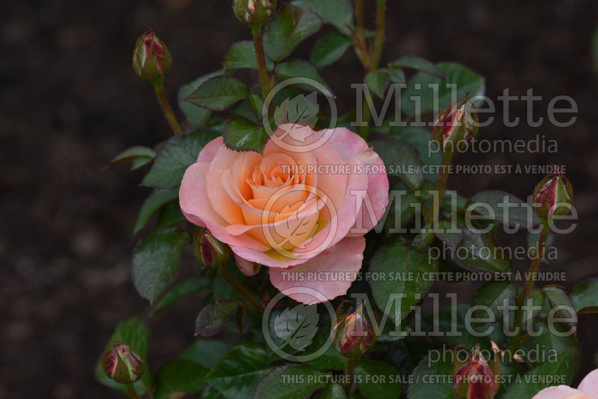 Rosa Day Breaker (floribunda Rose) 4