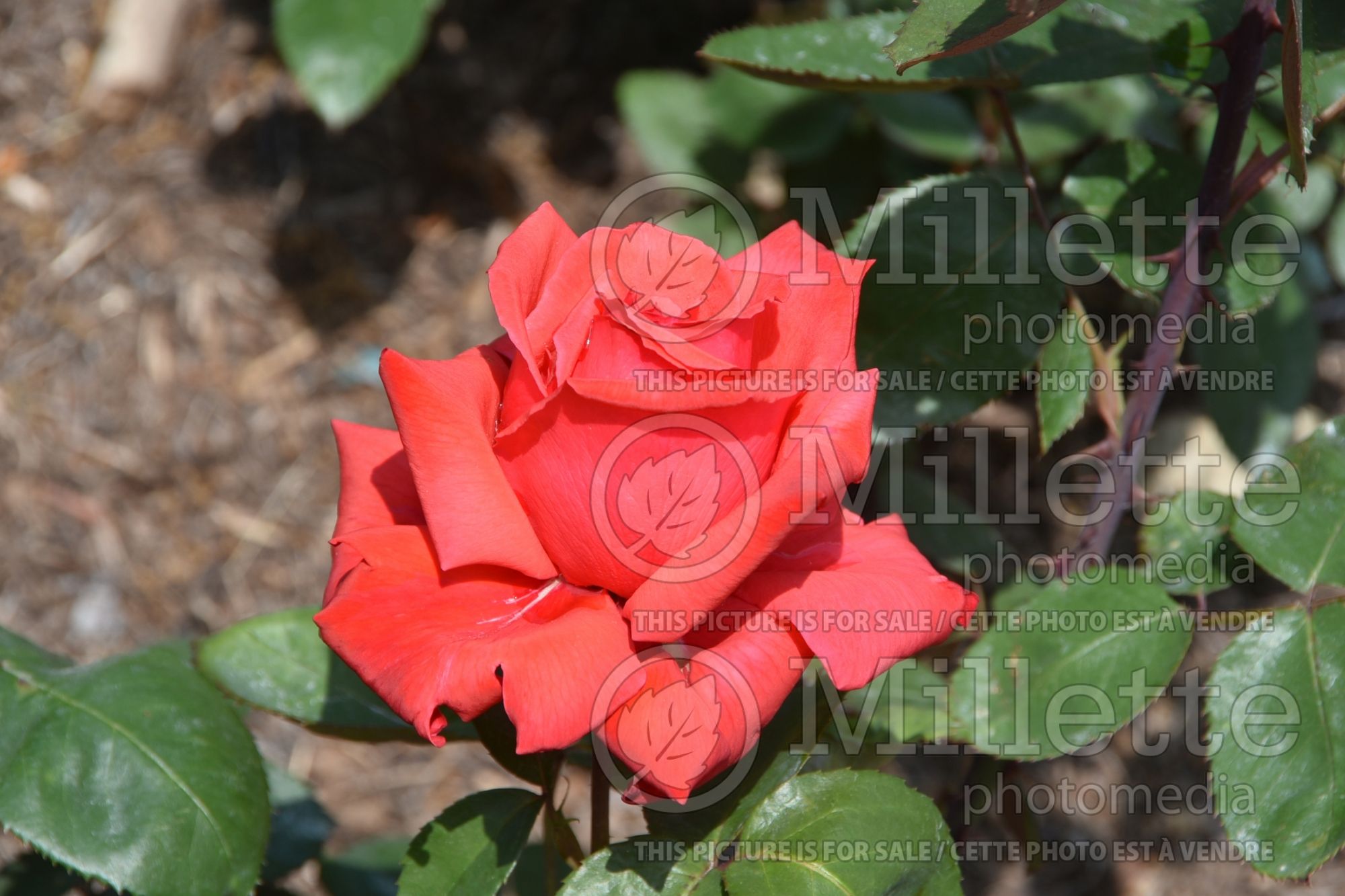 Rosa Dolly Parton (hybrid tea Rose) 2