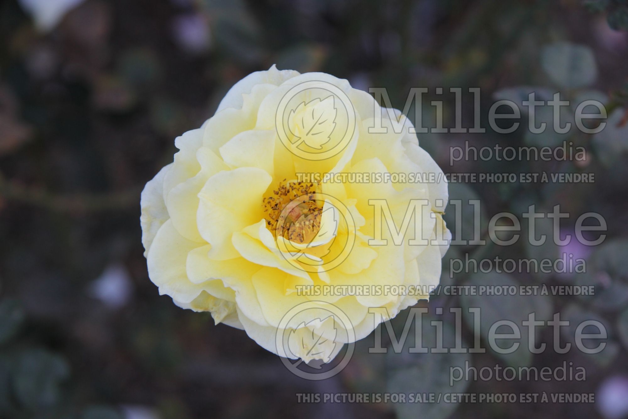 Rosa Bon-Bon (floribunda Rose) 1