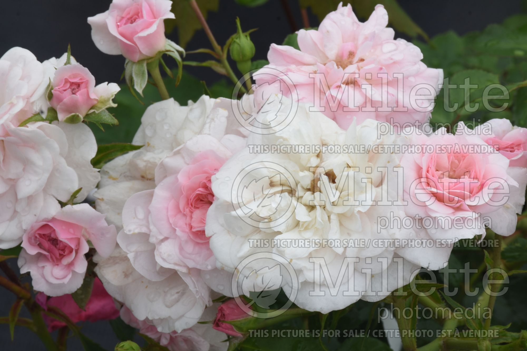 Rosa Bonica (shrub Rose) 3