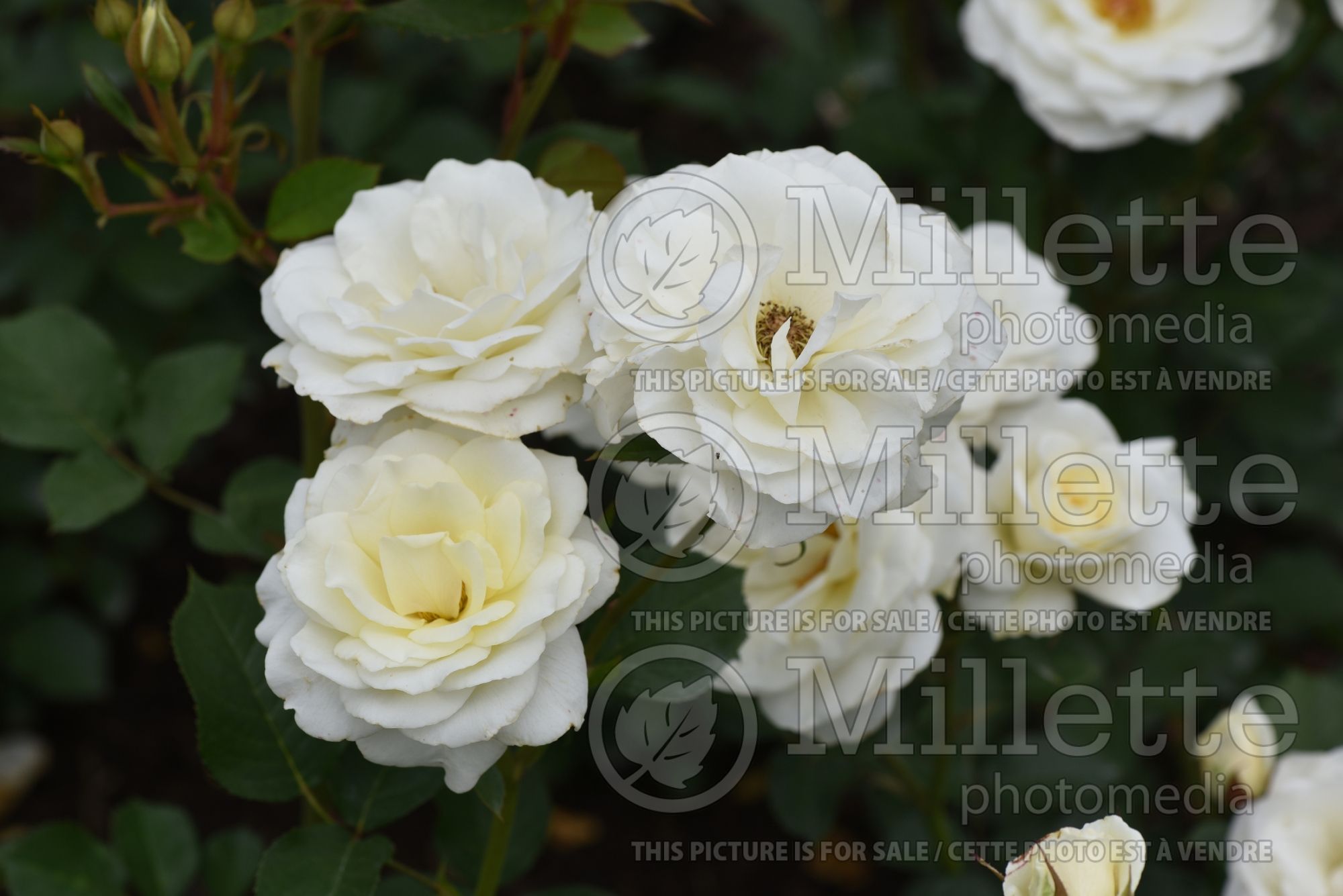 Rosa Moondance (floribunda Rose) 1