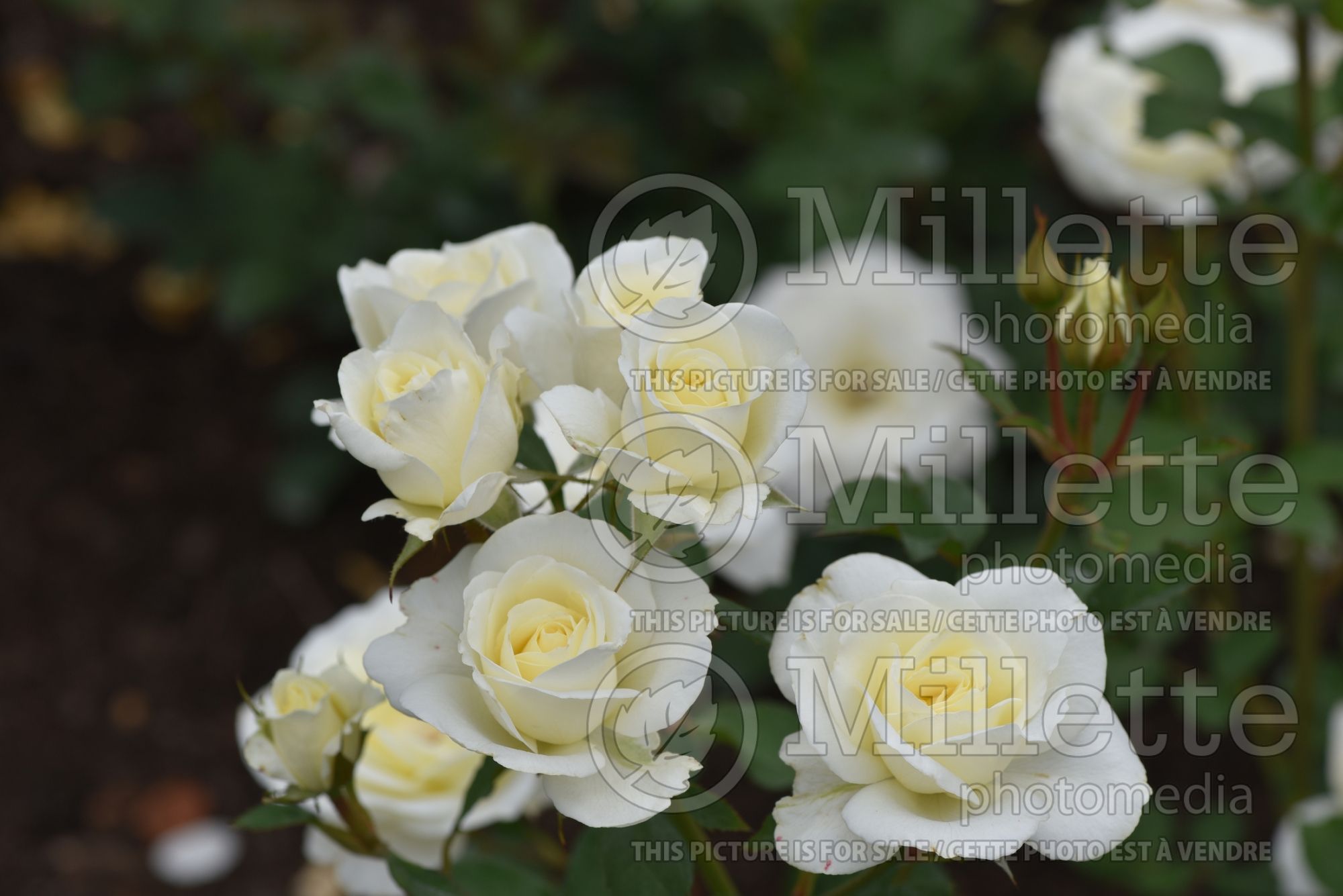 Rosa Moondance (floribunda Rose) 2