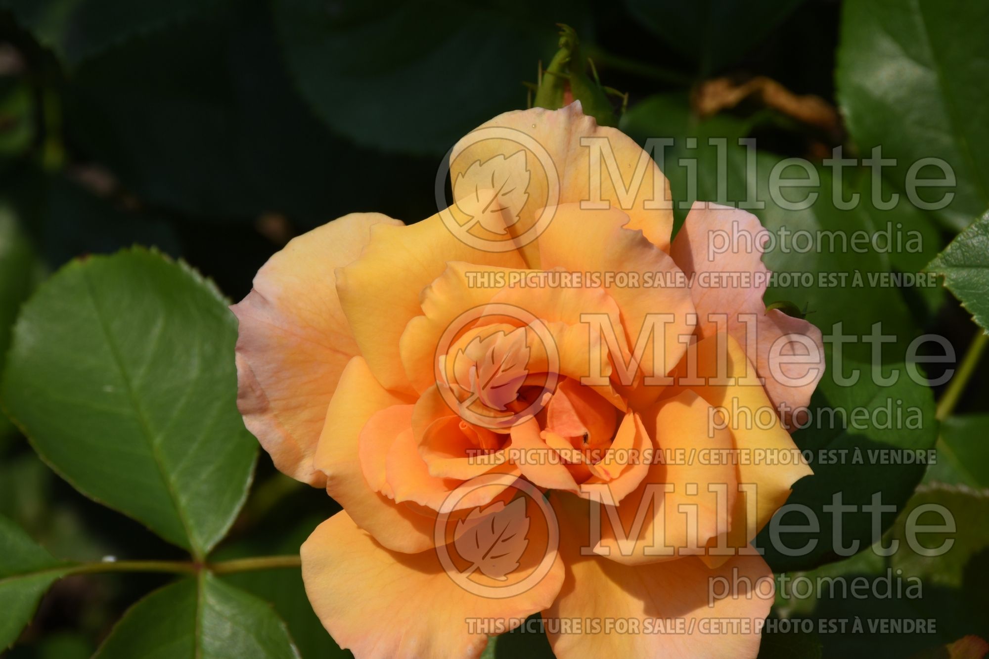 Rosa Tequila Supreme (floribunda Rose) 1