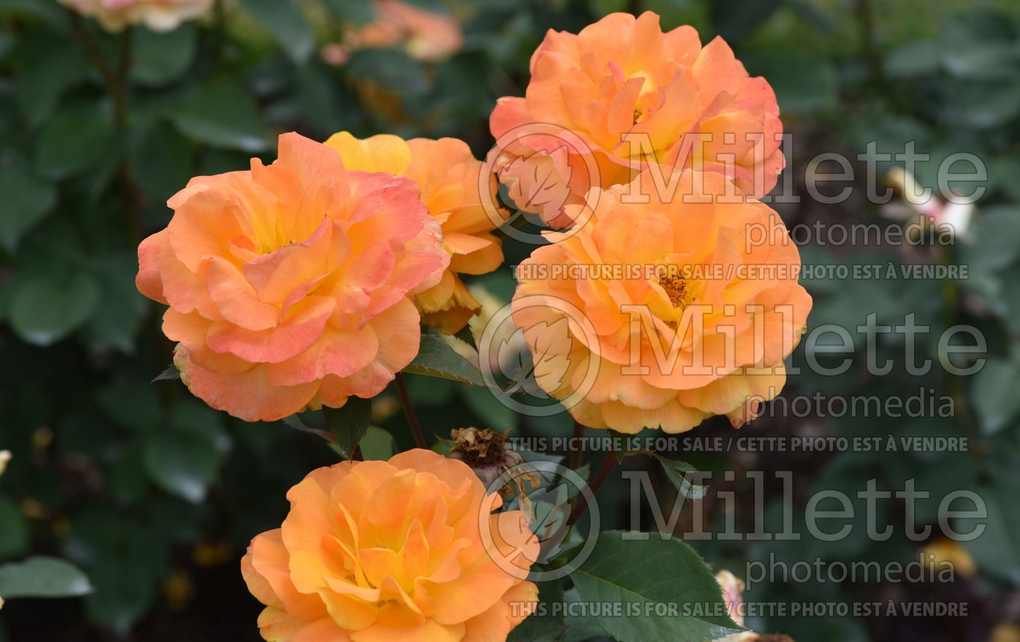 Rosa Good as Gold (Hybrid Tea Rose) 2