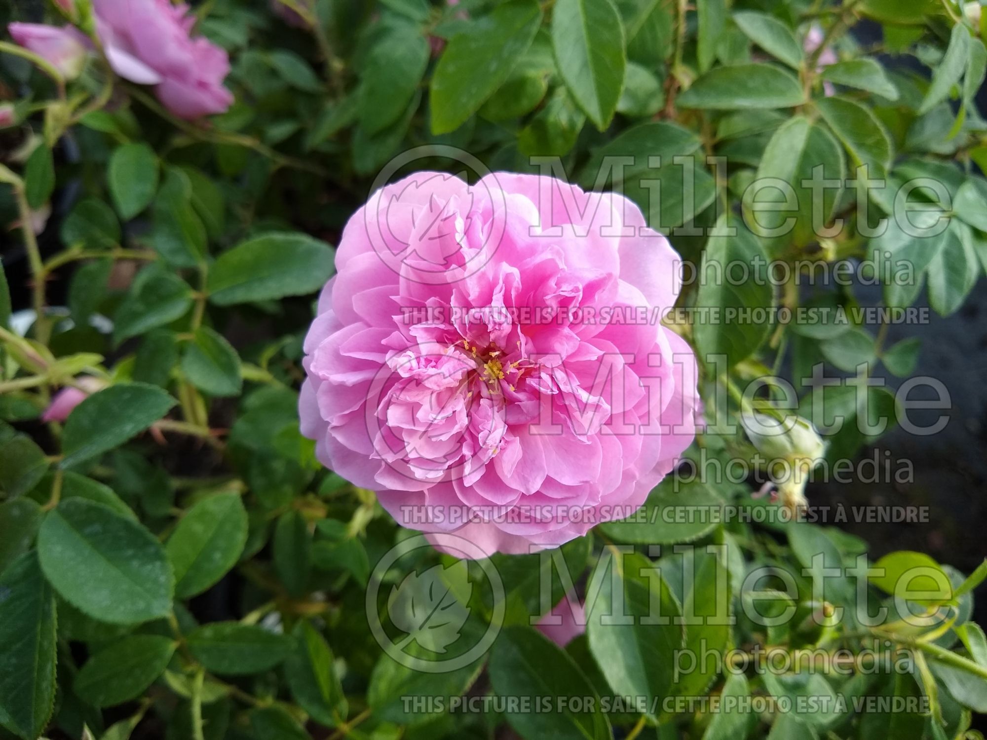 Rosa Harlow Carr aka AUShouse (English Rose) 2