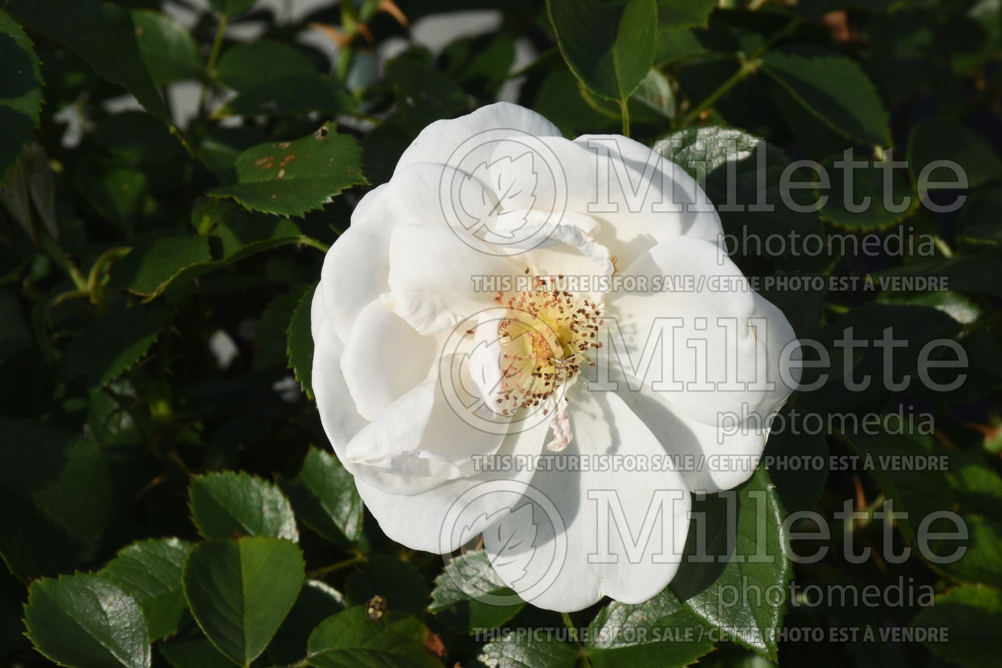 Rosa Hella (Climbing Rose) 1
