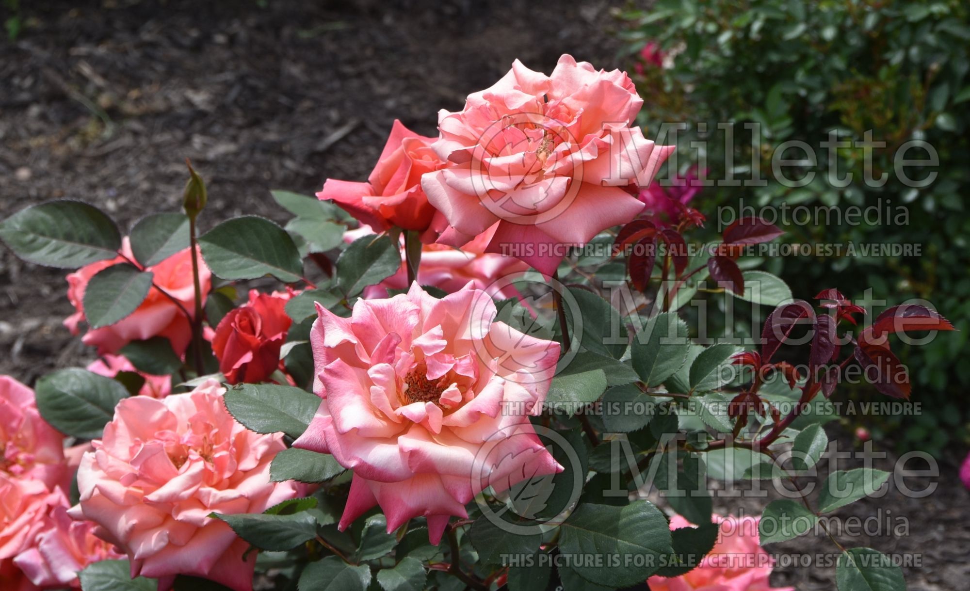Rosa Honeysweet (shrub rose) 1