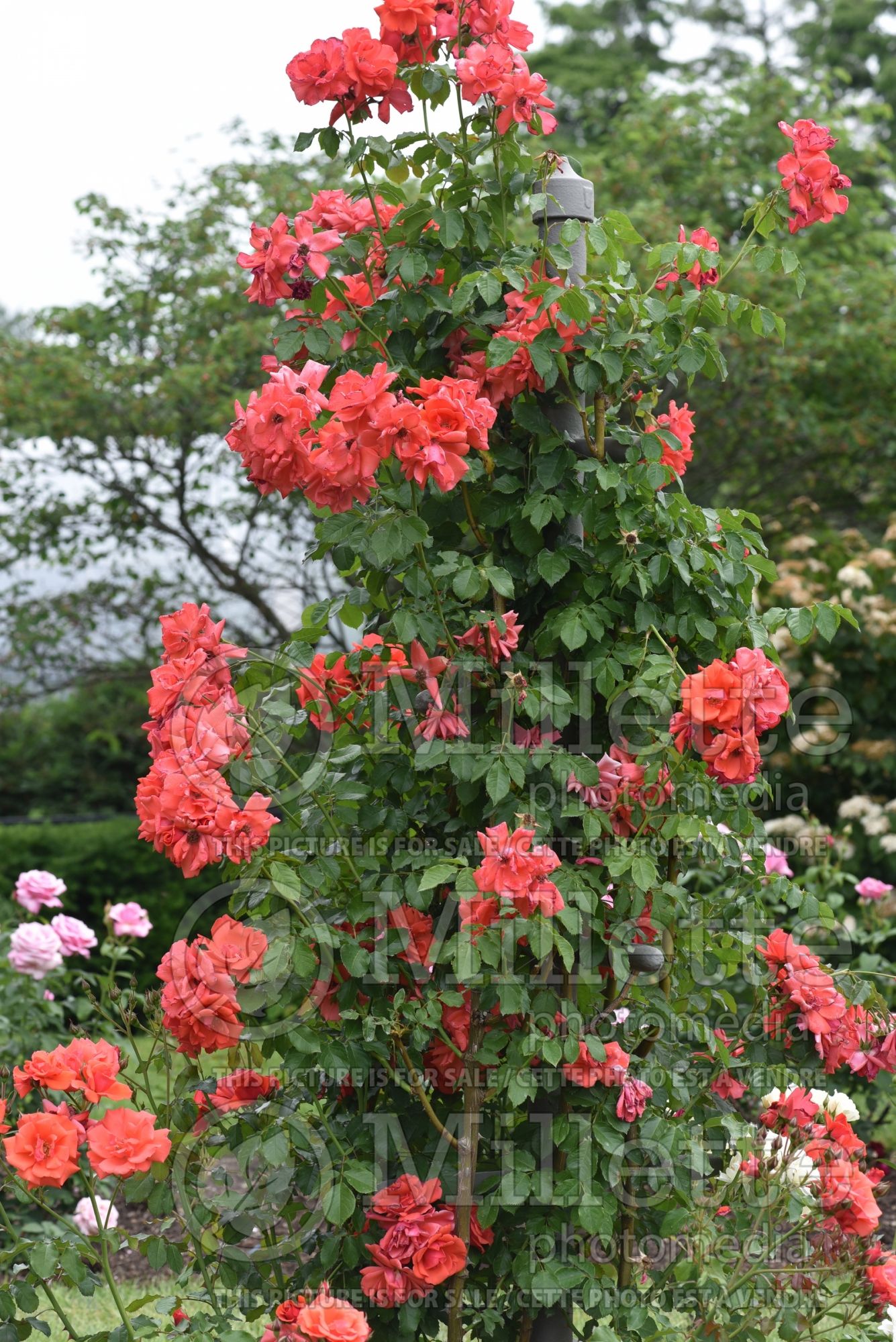 Rosa Jeanne LaJoie (climbing miniature rose) 1