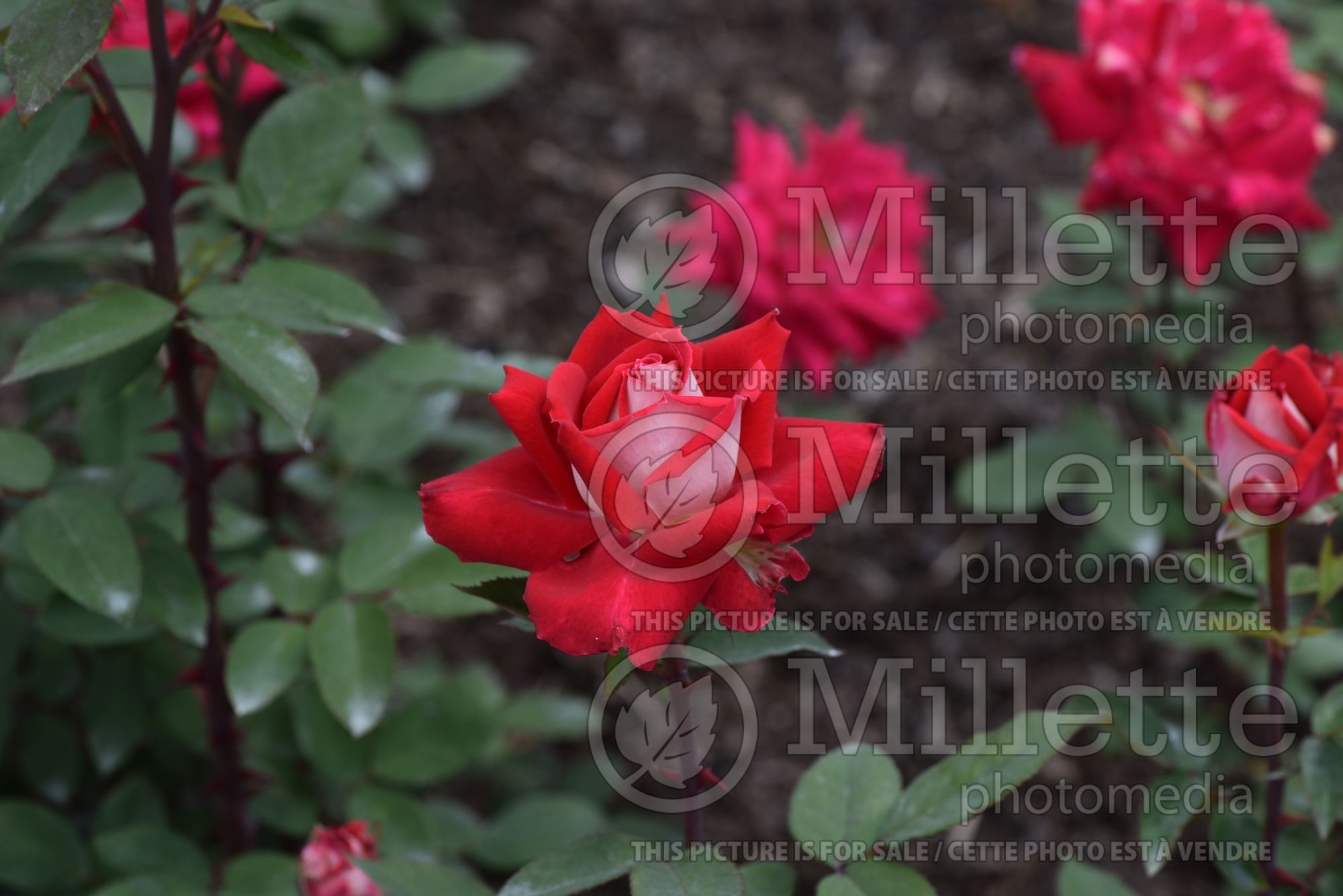 Rosa Love (Grandiflora Rose) 3