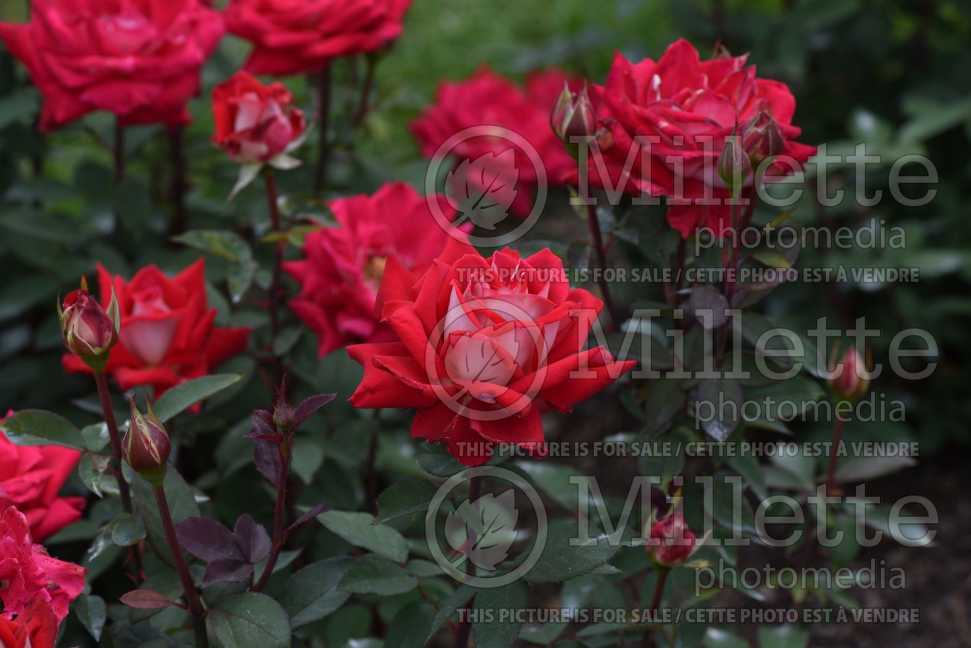 Rosa Love (Grandiflora Rose) 4