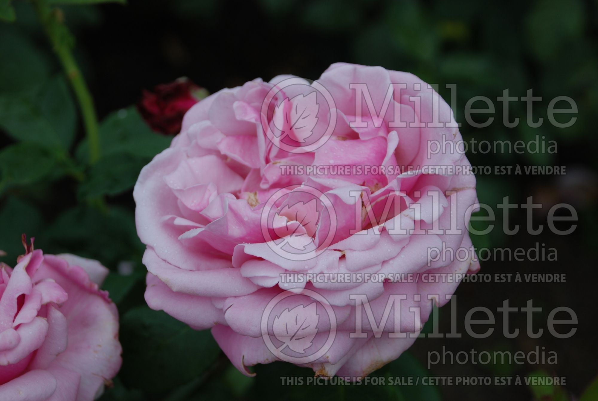 Rosa Memorial Day (Hybrid Tea Rose) 9