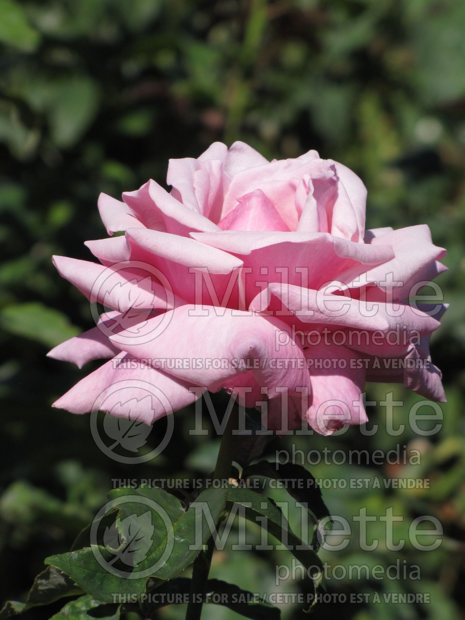 Rosa Memorial Day (Hybrid Tea Rose) 10