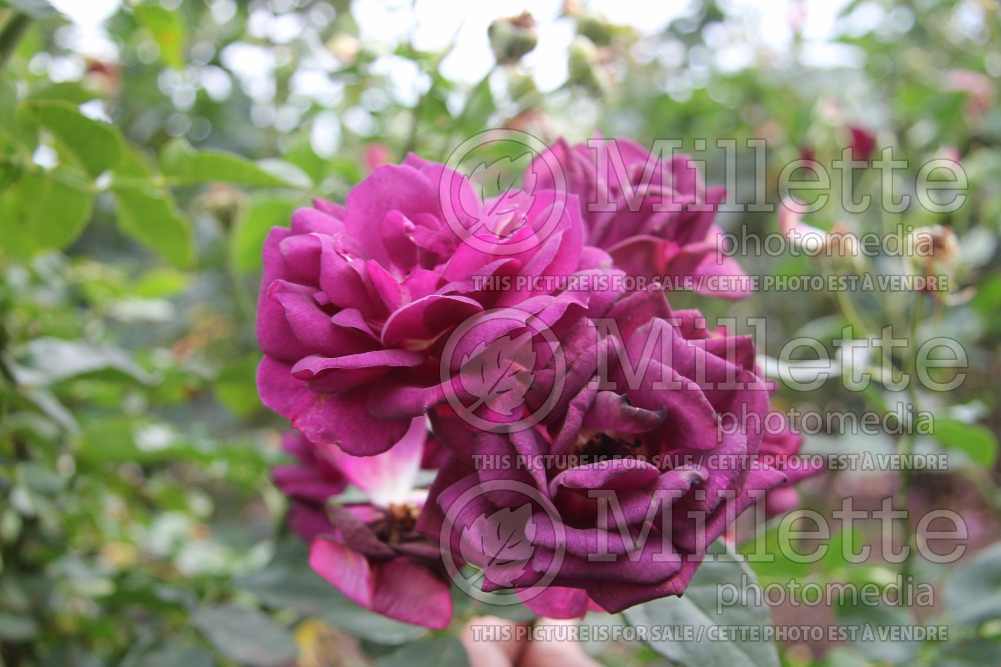 Rosa Midnight Blue (Shrub Rose) 4