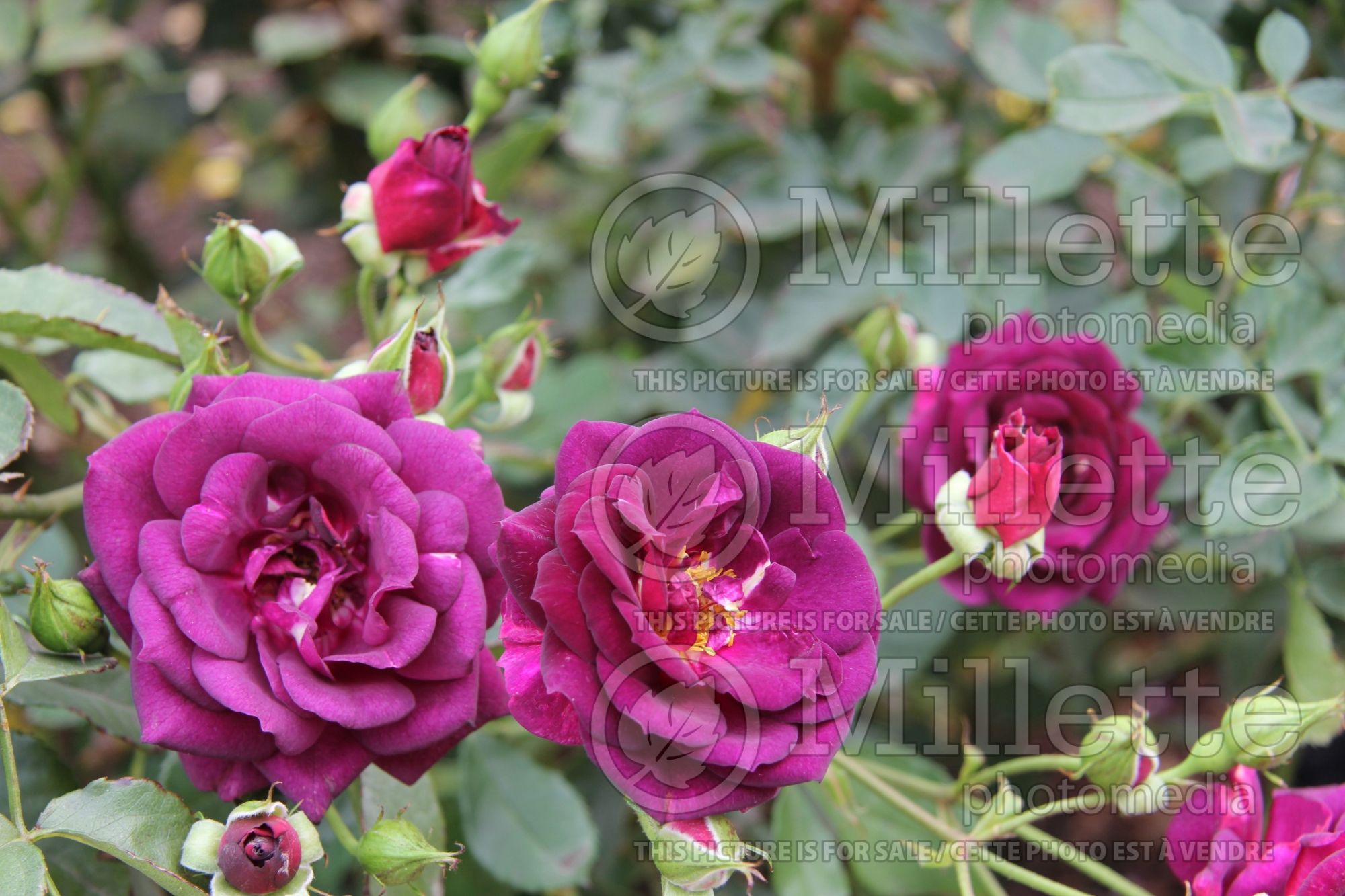 Rosa Midnight Blue (Shrub Rose) 5