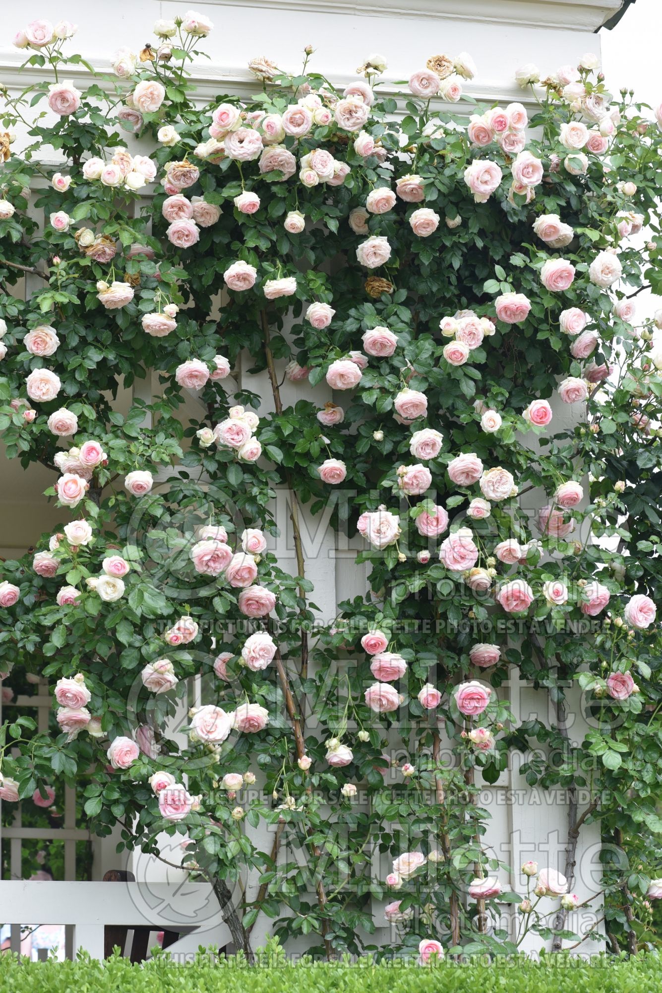 Rosa Mlle Cecile Brunner (Shrub Rose) 4