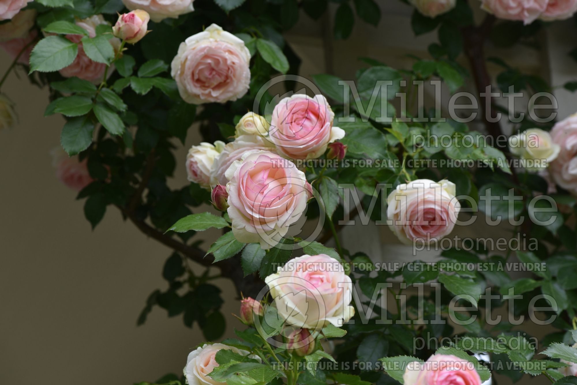 Rosa Mlle Cecile Brunner (Shrub Rose) 5