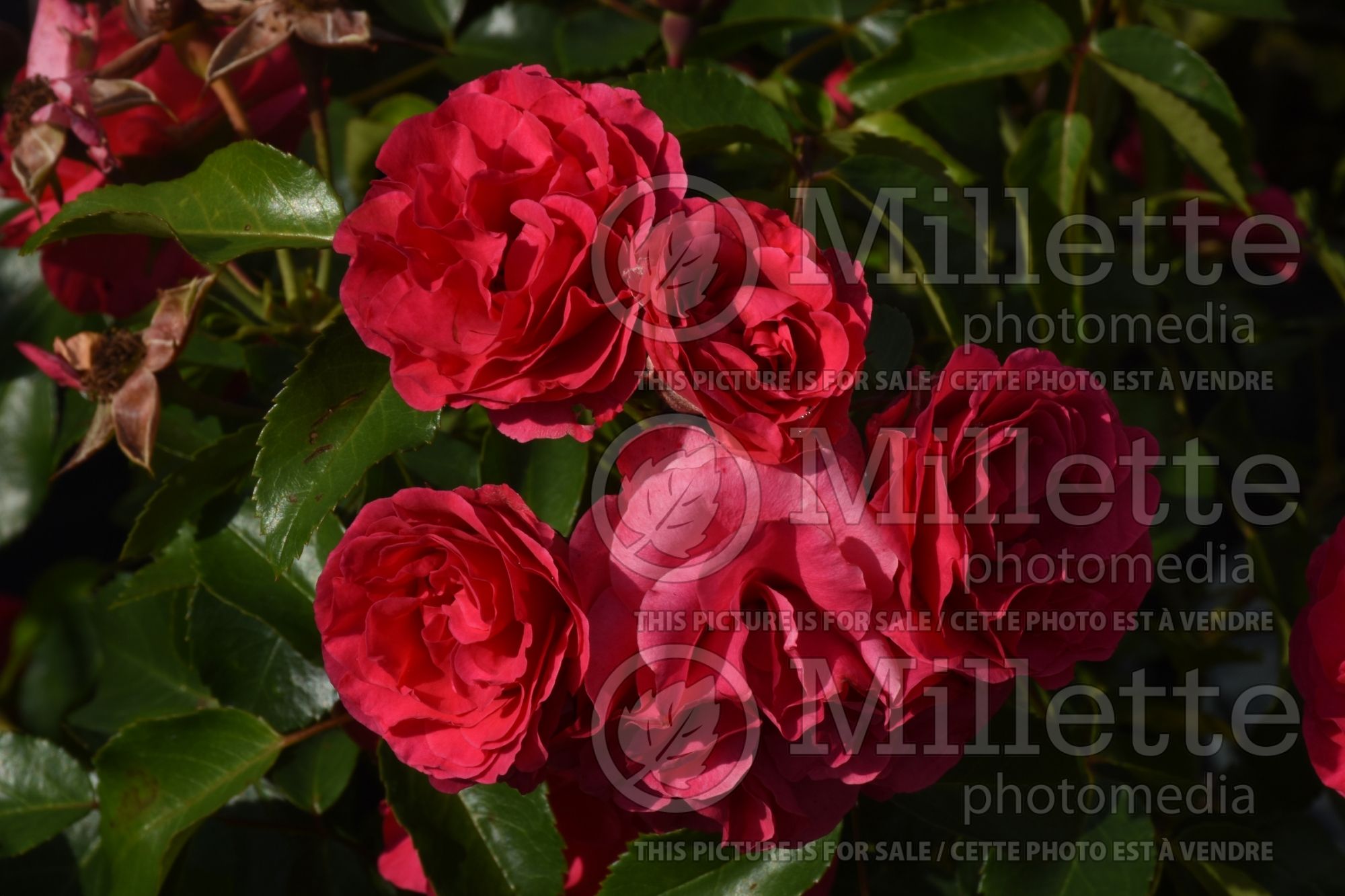 Rosa Morden Amorette (shrub rose) 1