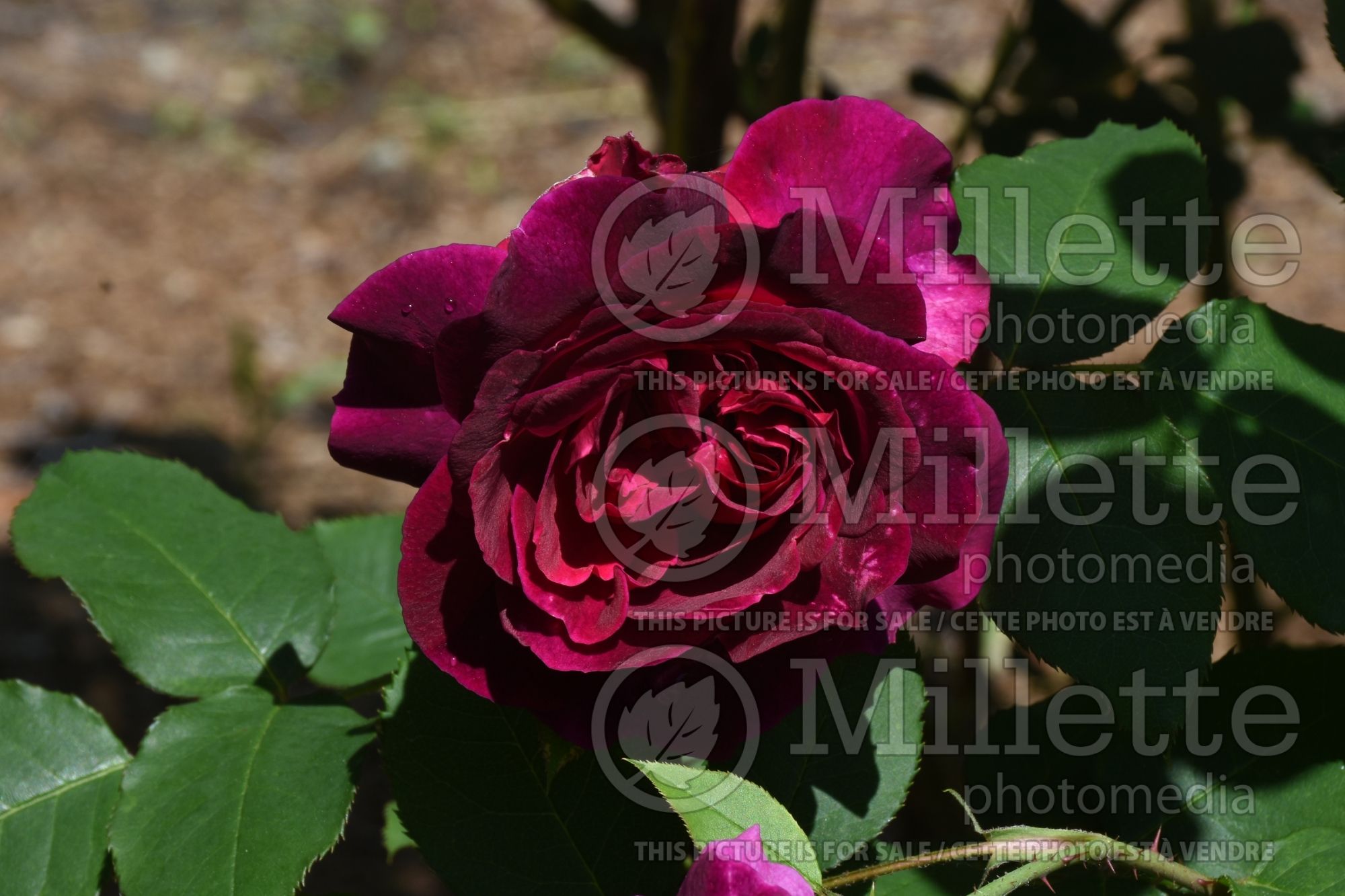 Rosa Munstead Wood aka Ausbernhard (Shrub Rose) 3