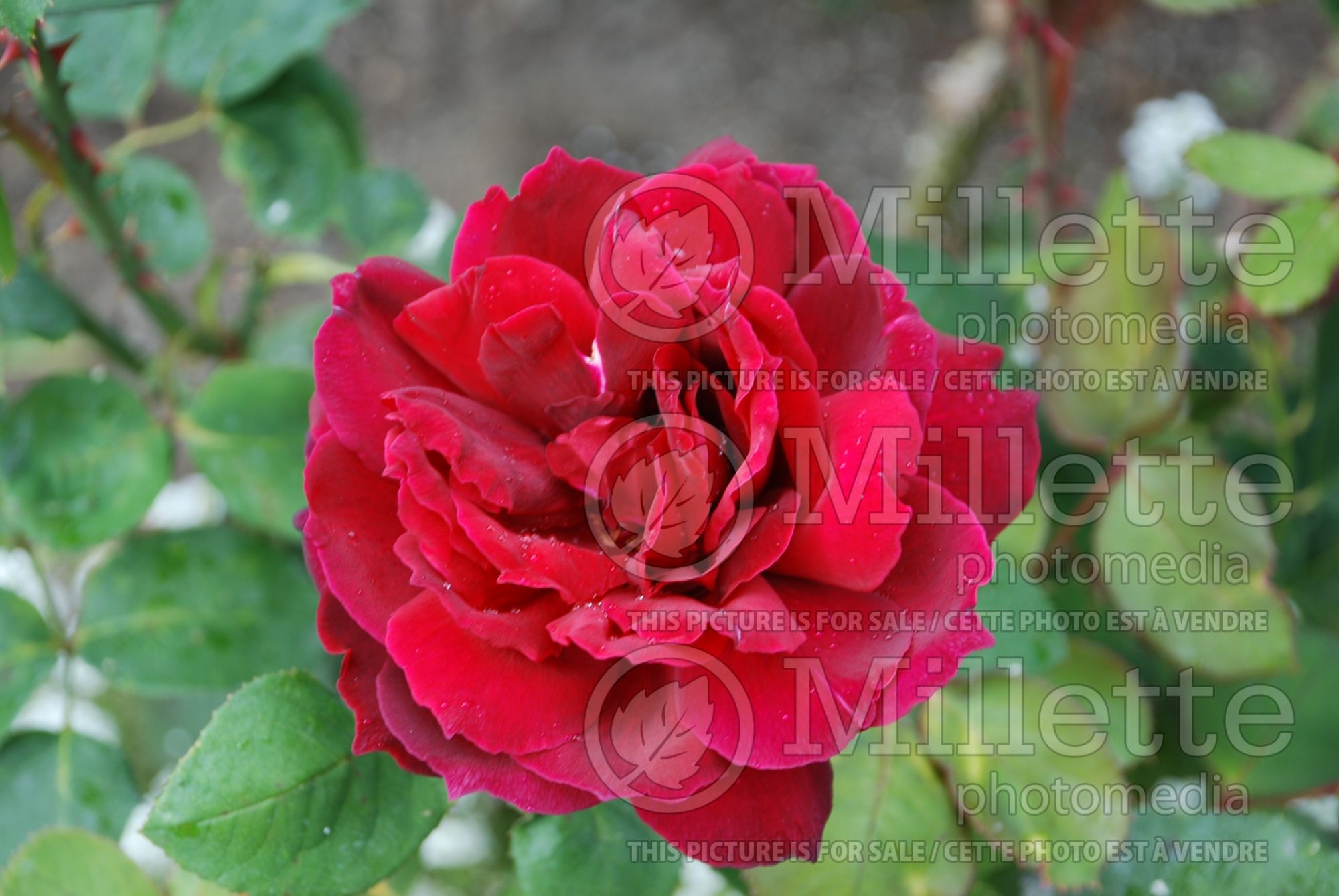 Rosa Oklahoma (Hybrid Tea Rose) 2