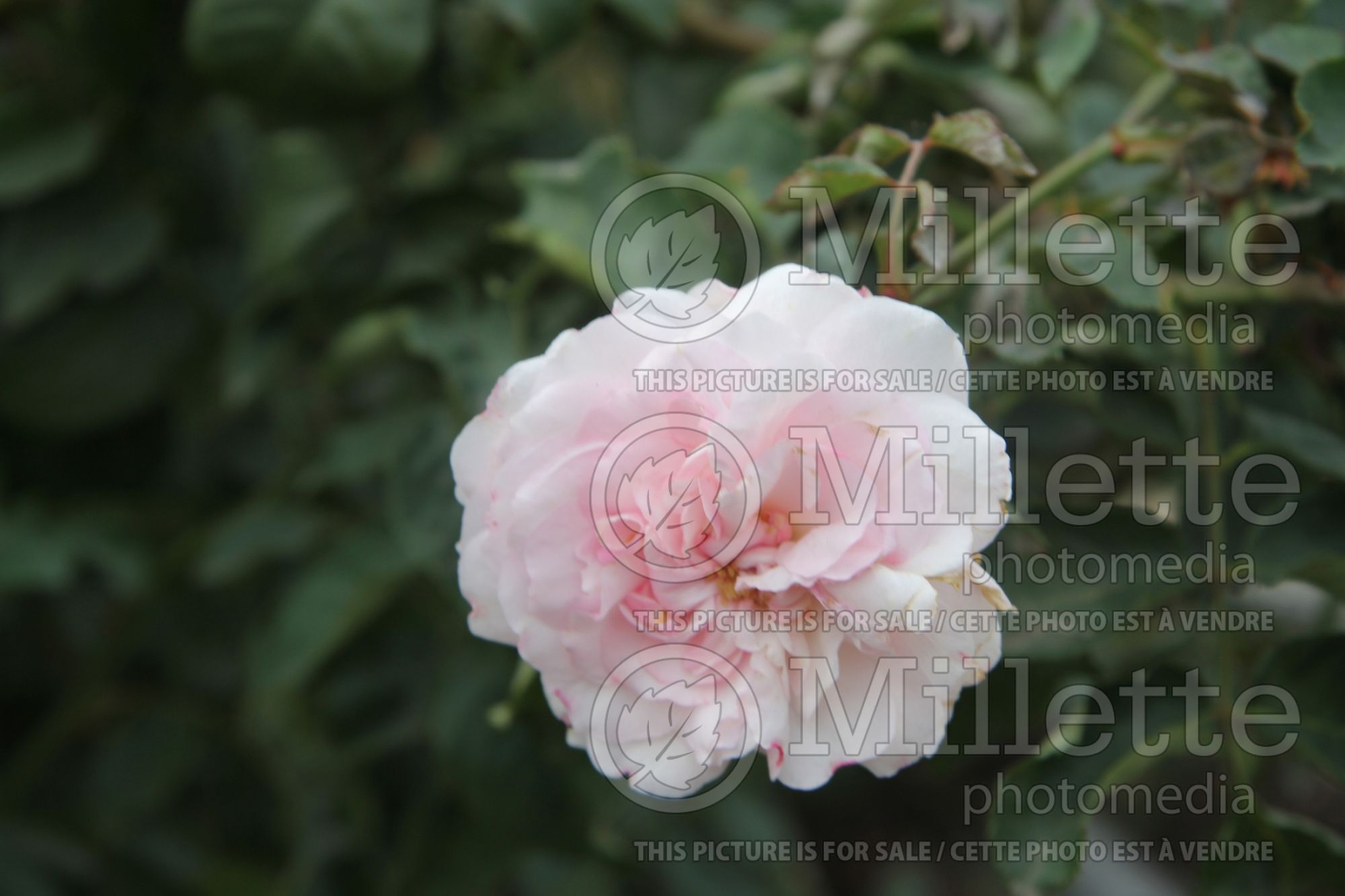 Rosa Olivia Rose Austin (Shrub Rose) 2