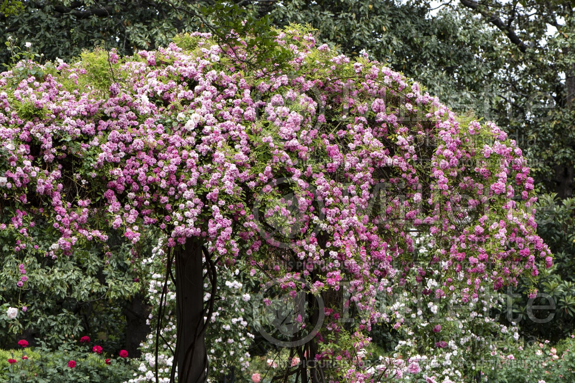 Rosa Peggy Martin (Climbing Rose) 1