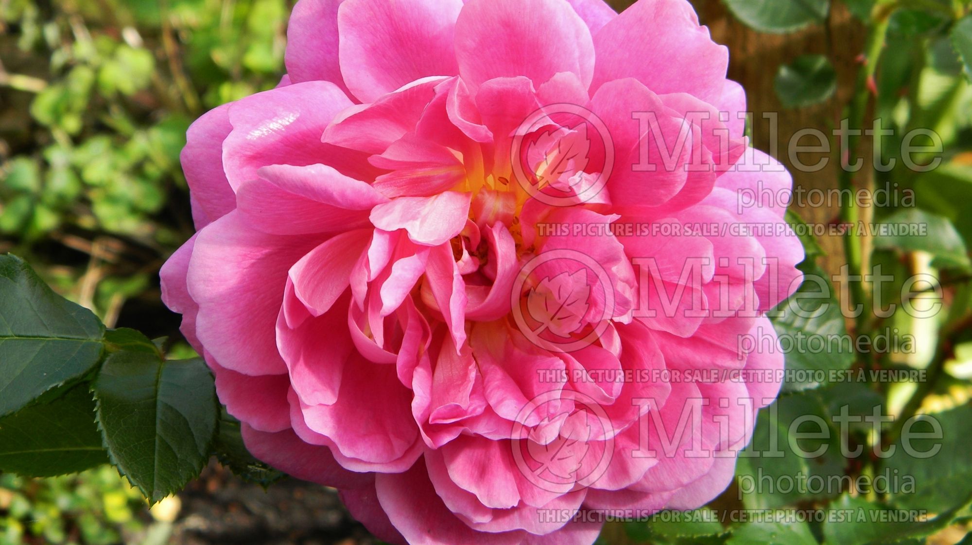 Rosa Princess Anne aka Auskitchen (Shrub Rose) 2