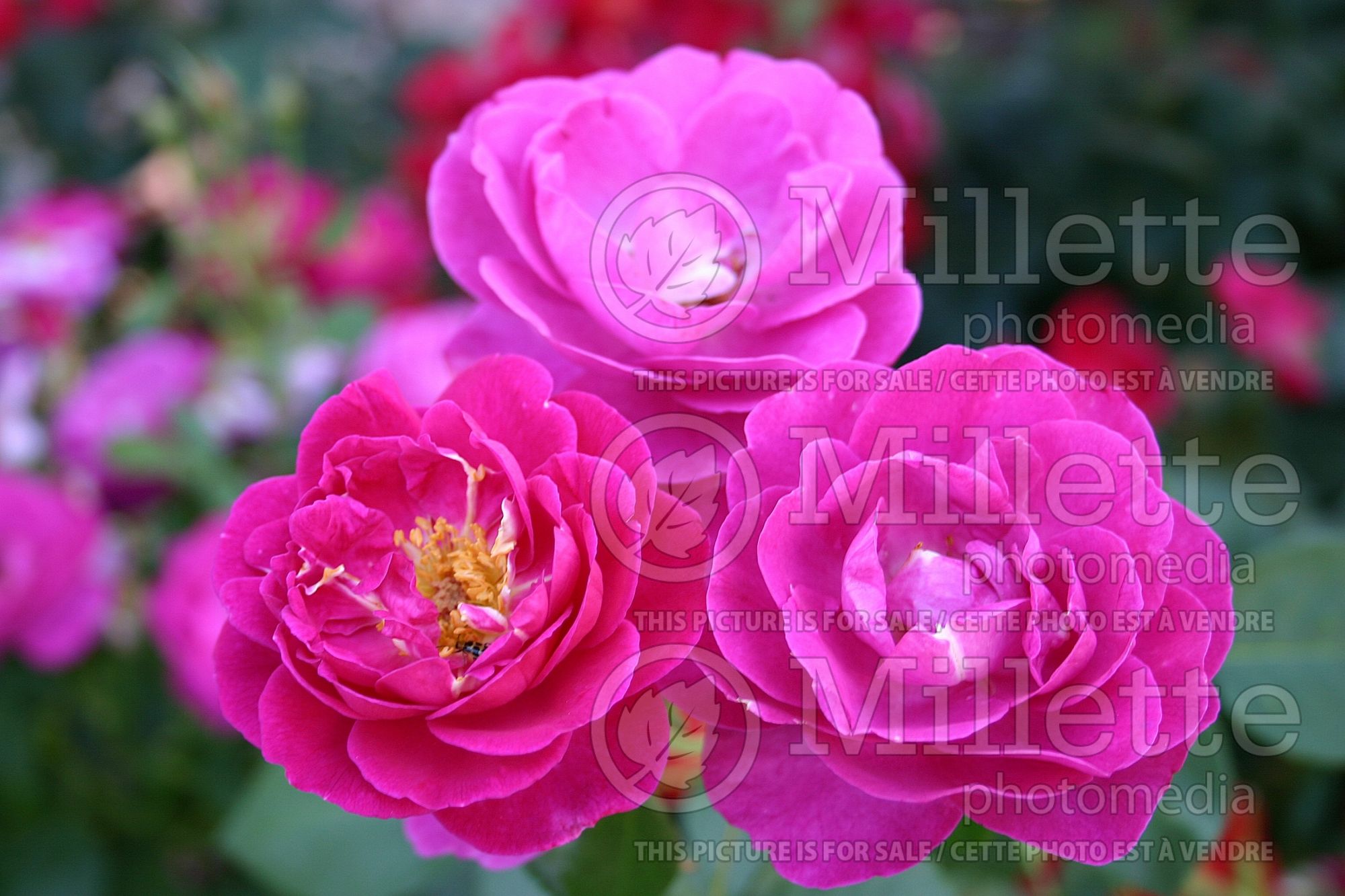 Rosa Purple Heart (floribunda rose) 1