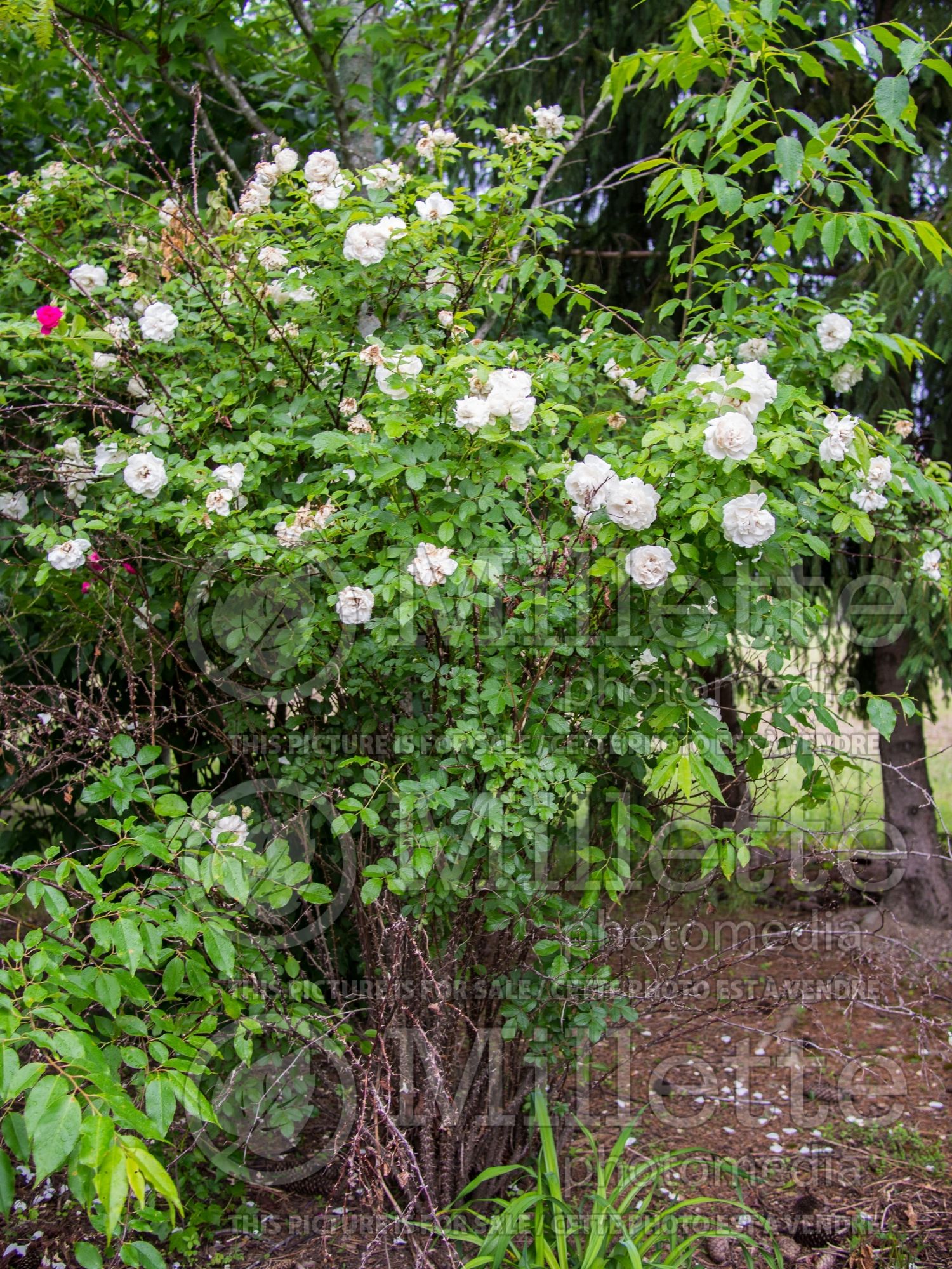 Rosa Sir Thomas Lipton (Shrub Rose) 3