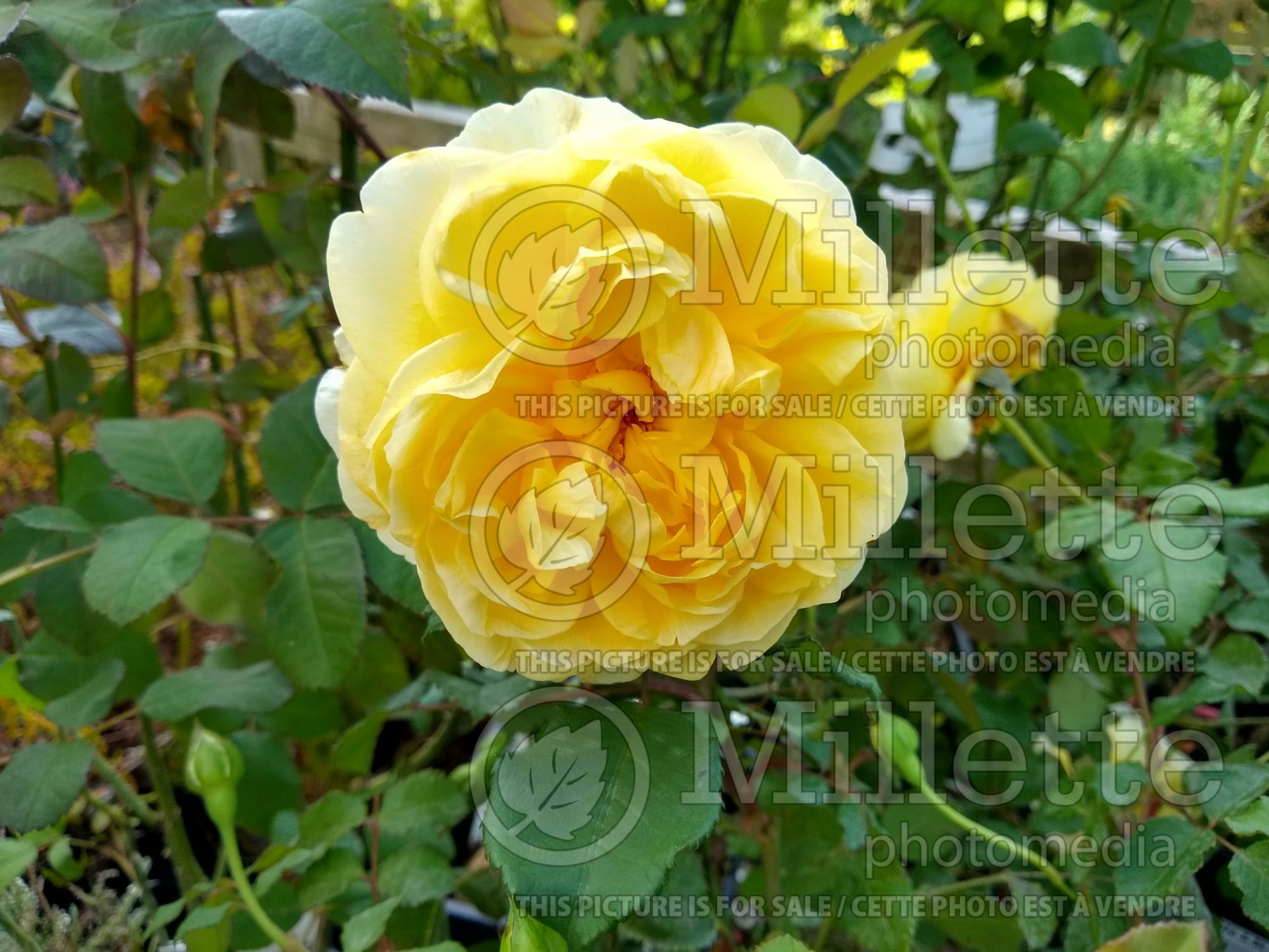 Rosa The Poet's Wife (Climbing Rose) 1