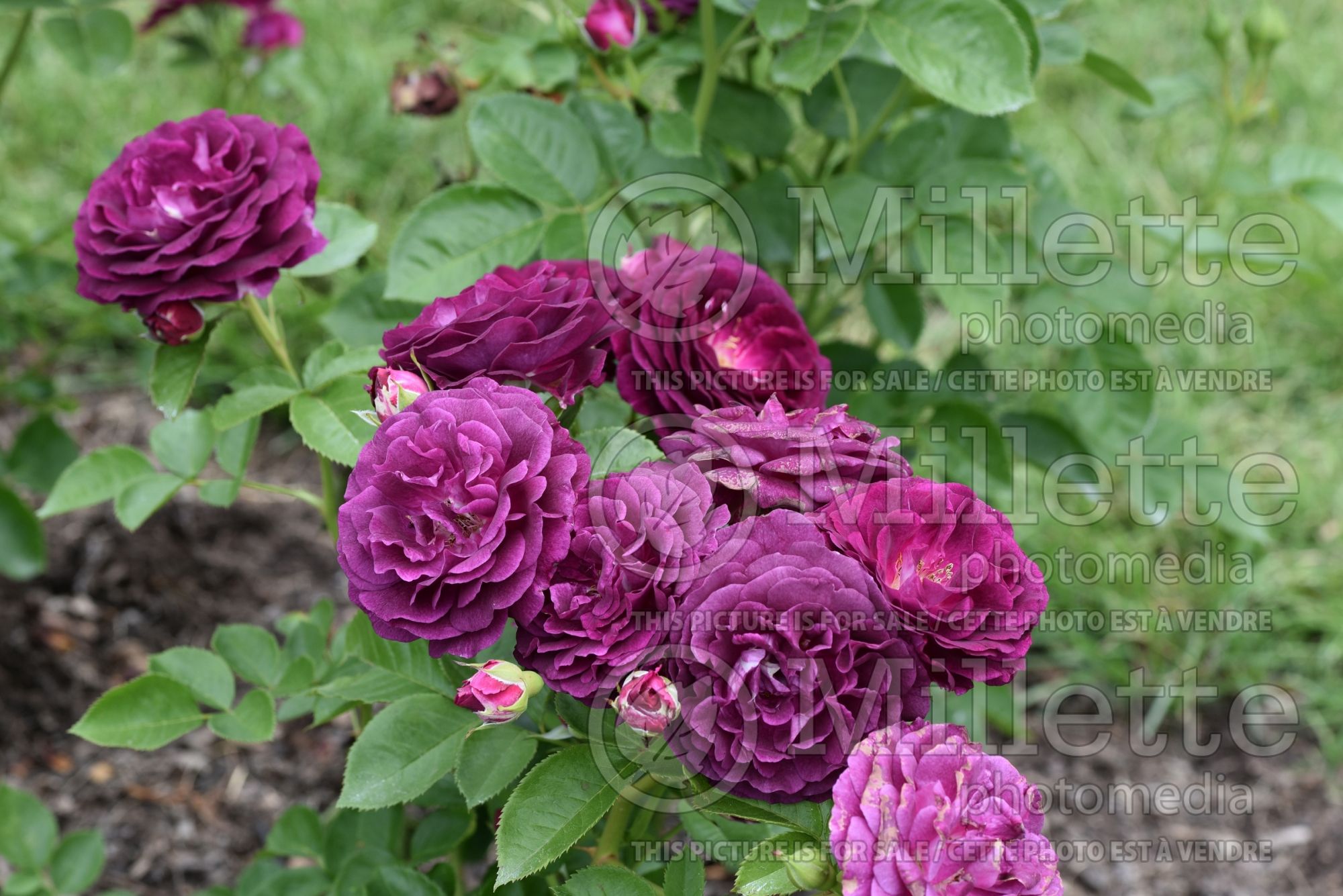 Rosa Twilight Zone (grandiflora Rose) 1