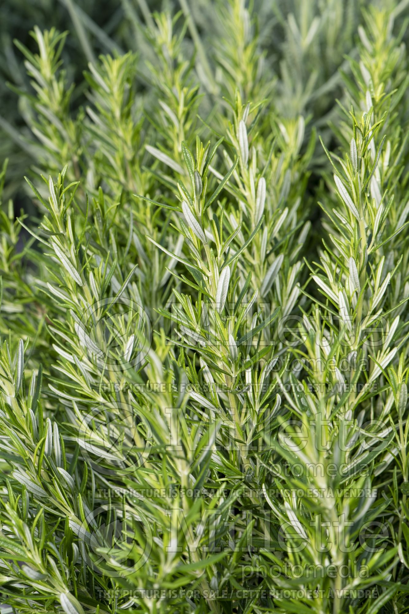 Rosmarinus Barbeque (Rosemary herb - romarin) 1