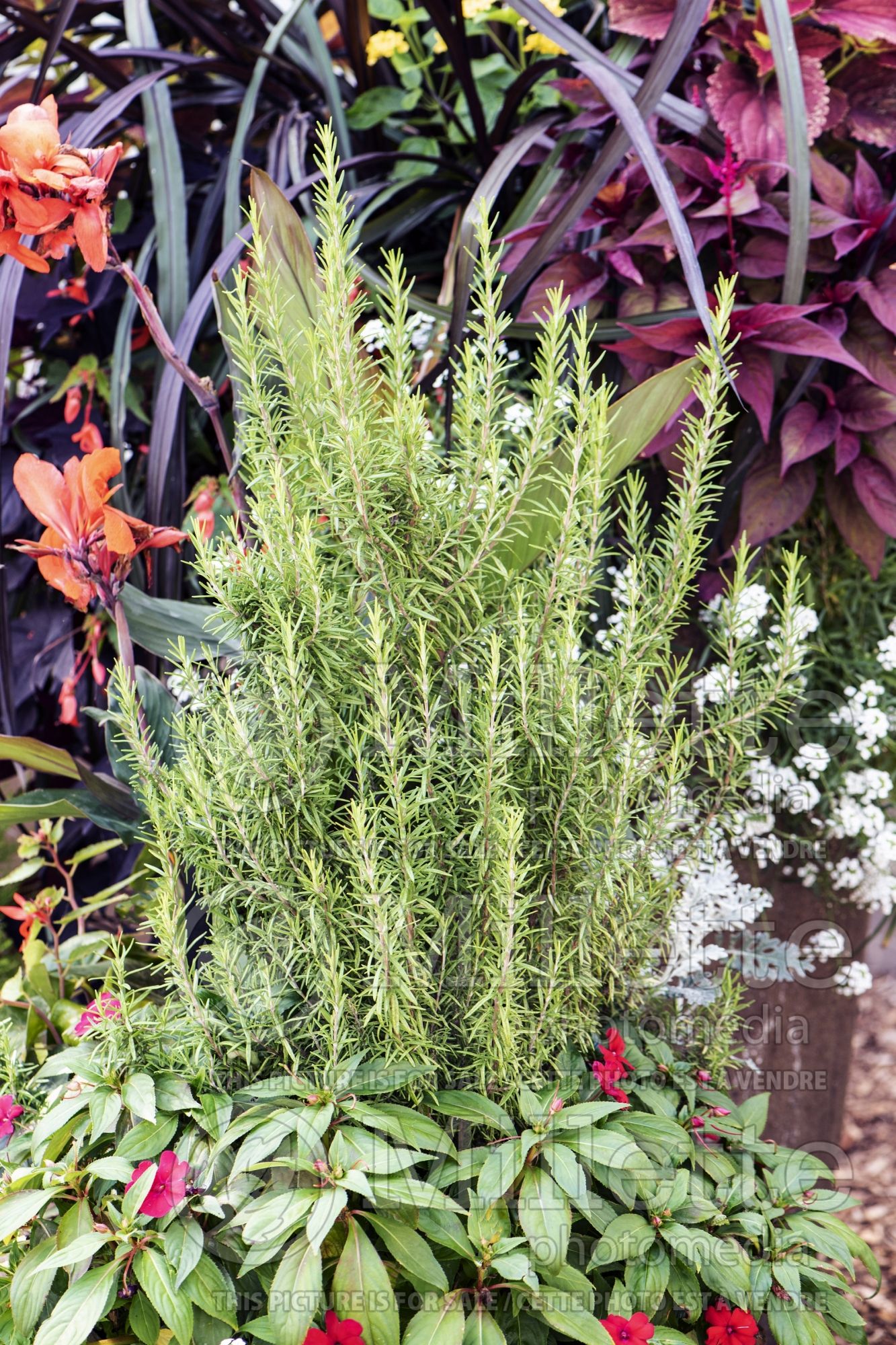 Rosmarinus officinalis (Rosemary herb) 3