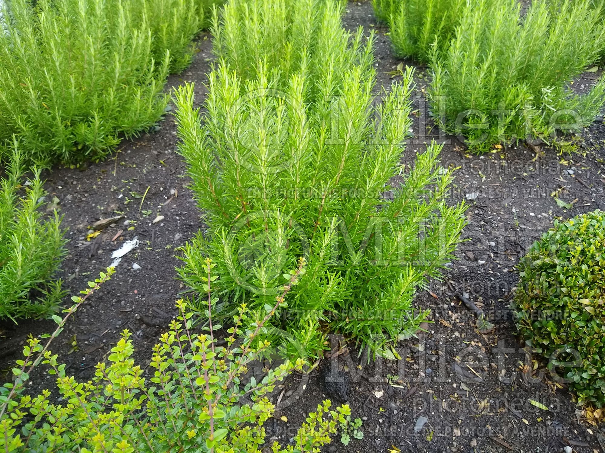 Rosmarinus officinalis (Rosemary herb - romarin) 4