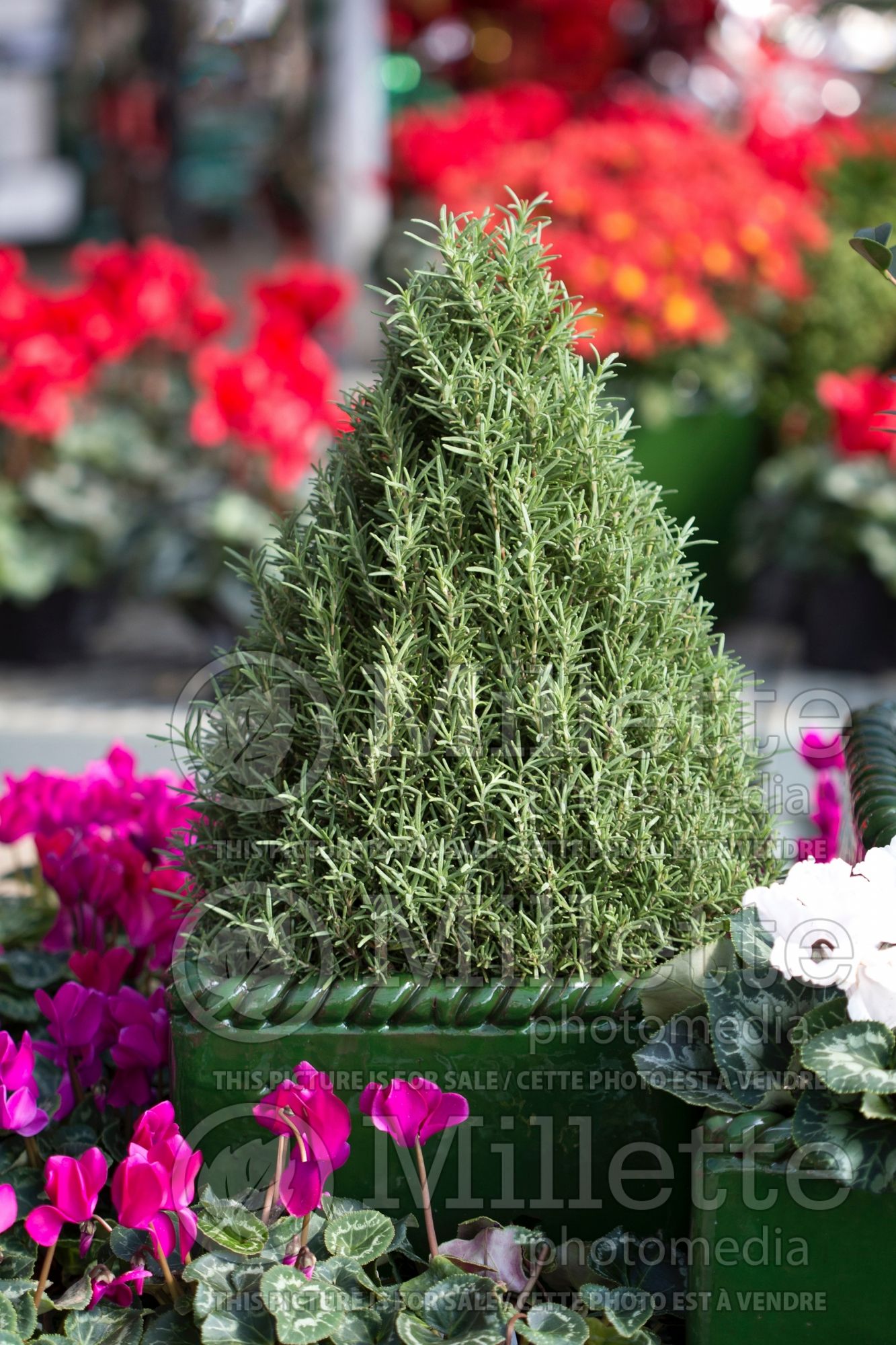 Rosmarinus officinalis (Rosemary herb) 2