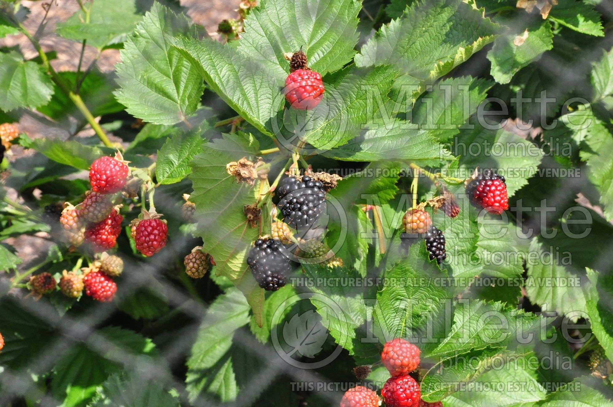 Rubus Triple Crown (blackberry) 2