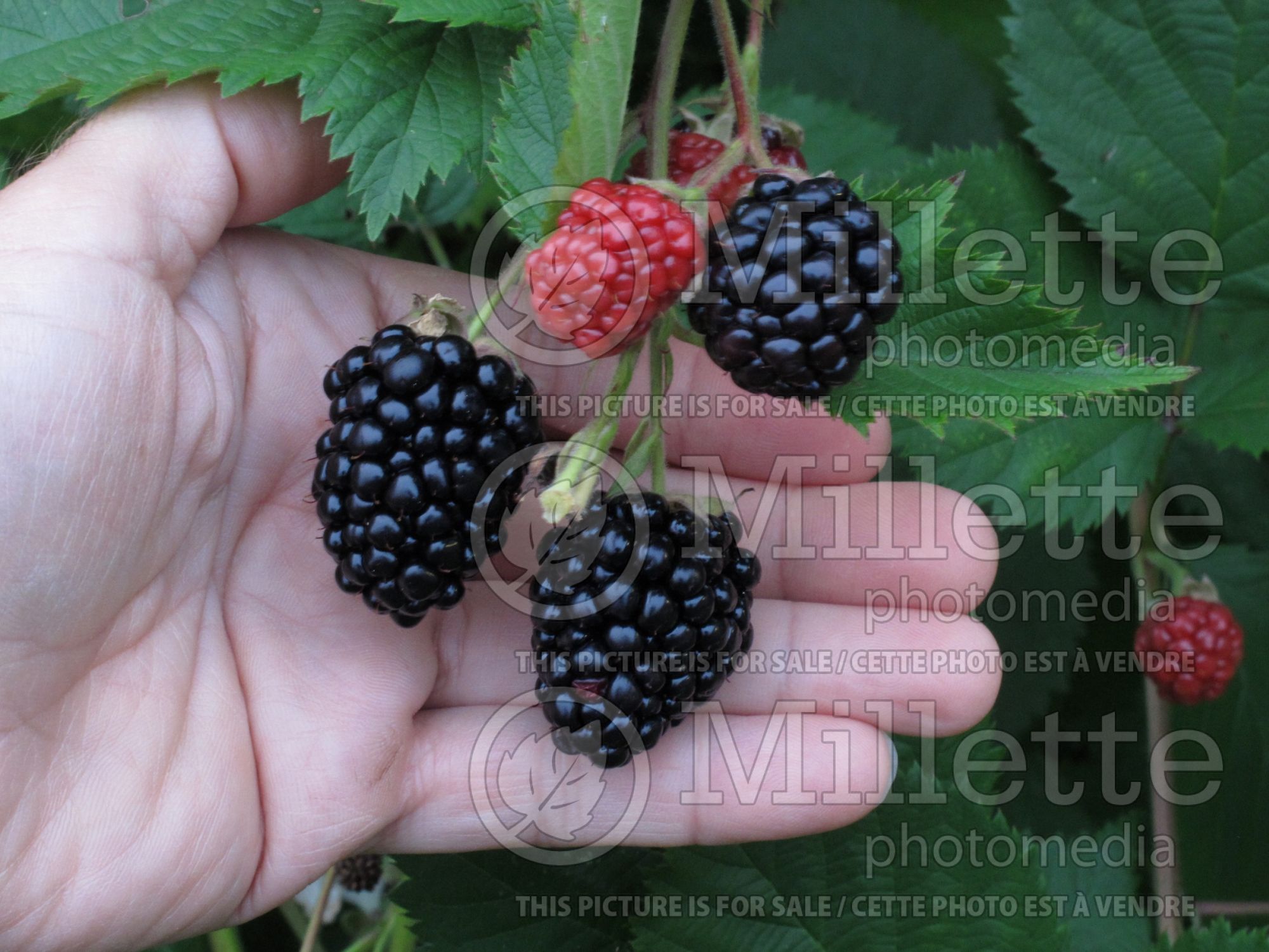 Rubus Triple Crown (blackberry) 3